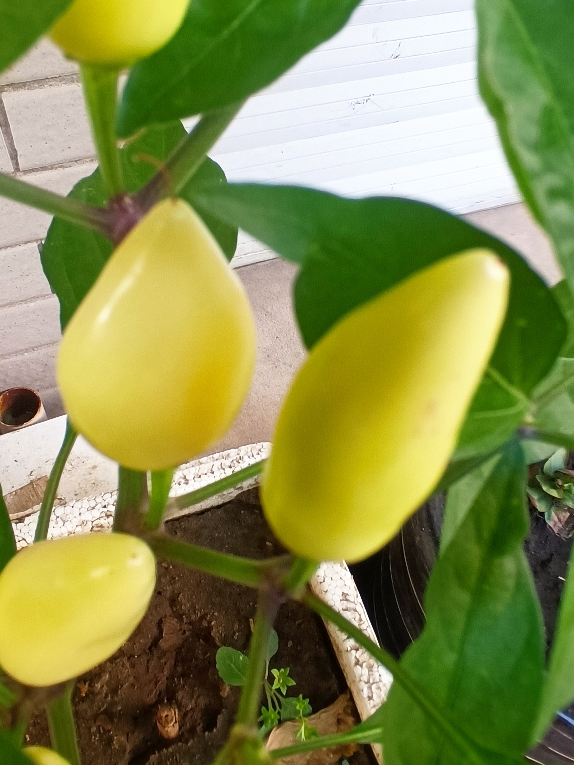 彩色的朝天椒  朝天椒的别名是别名是:五色椒,指天椒,观赏椒,鸡心椒.