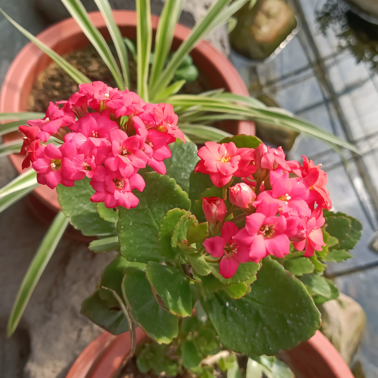 长寿花是一种多肉植物,叶片肥大,光亮,终年翠绿.