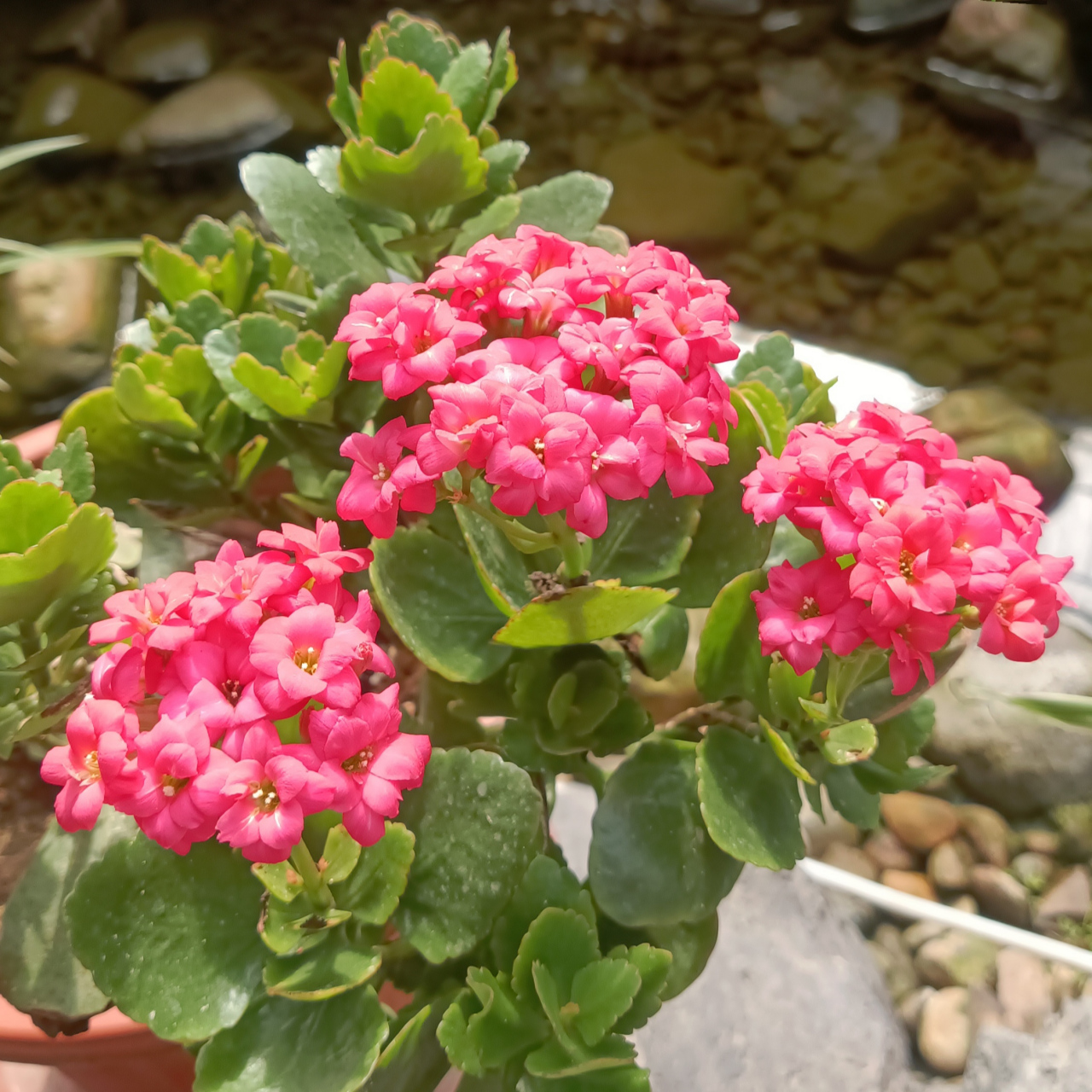 长寿花是一种多肉植物,叶片肥大,光亮,终年翠绿.