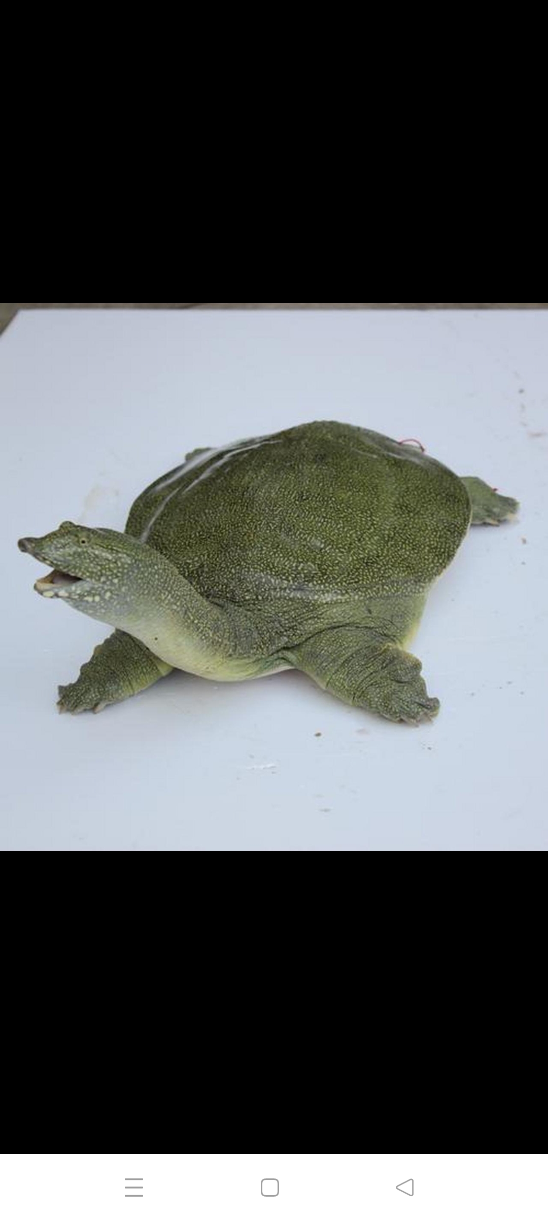 憋情  你相信吗,老鳖和人演绎了一段可歌可涕的深情故事