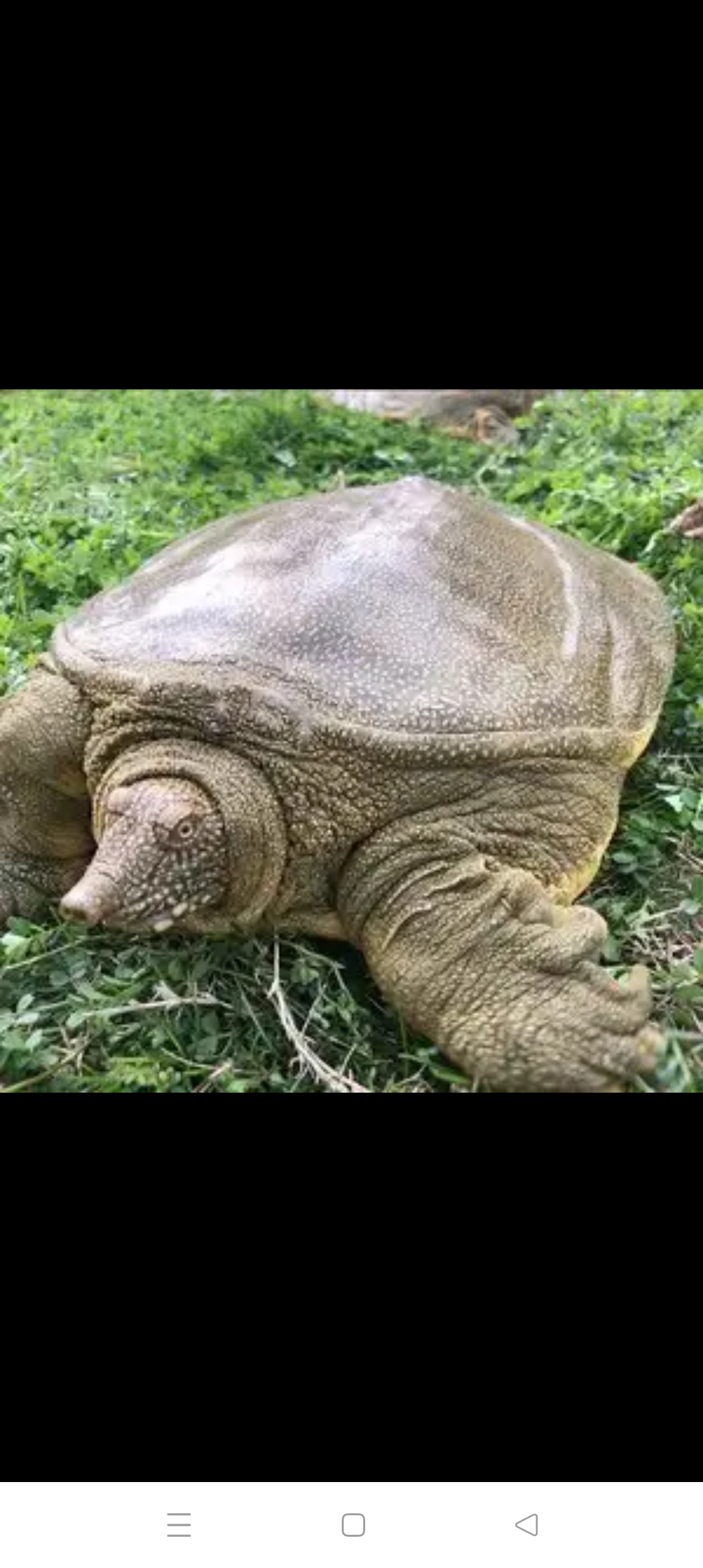 龙王正在海宫里看虾兵蟹将的演习,玉皇大帝突然降下