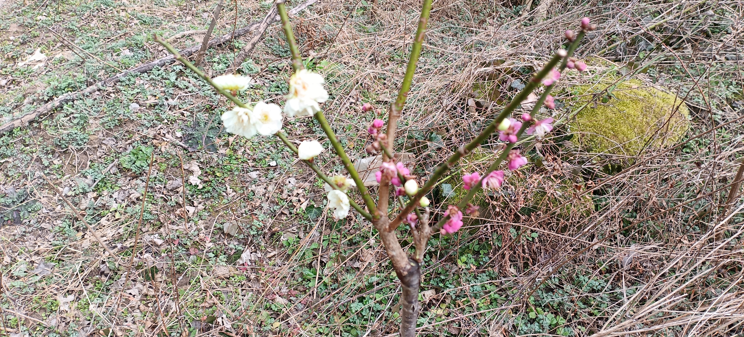 用桃树作砧木嫁接的双色梅花,据说杏树作砧木效果更好!