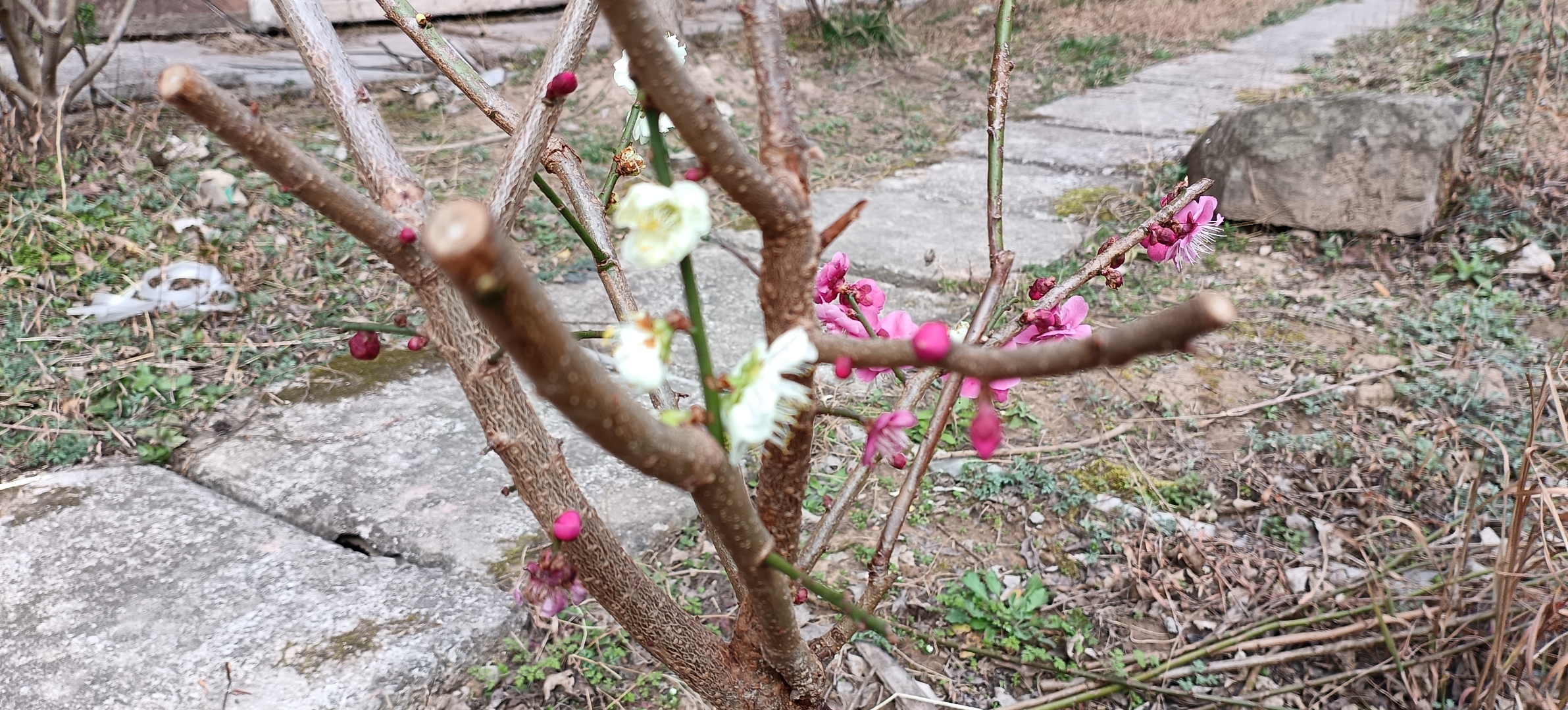 用桃树作砧木嫁接的双色梅花,据说杏树作砧木效果更好!