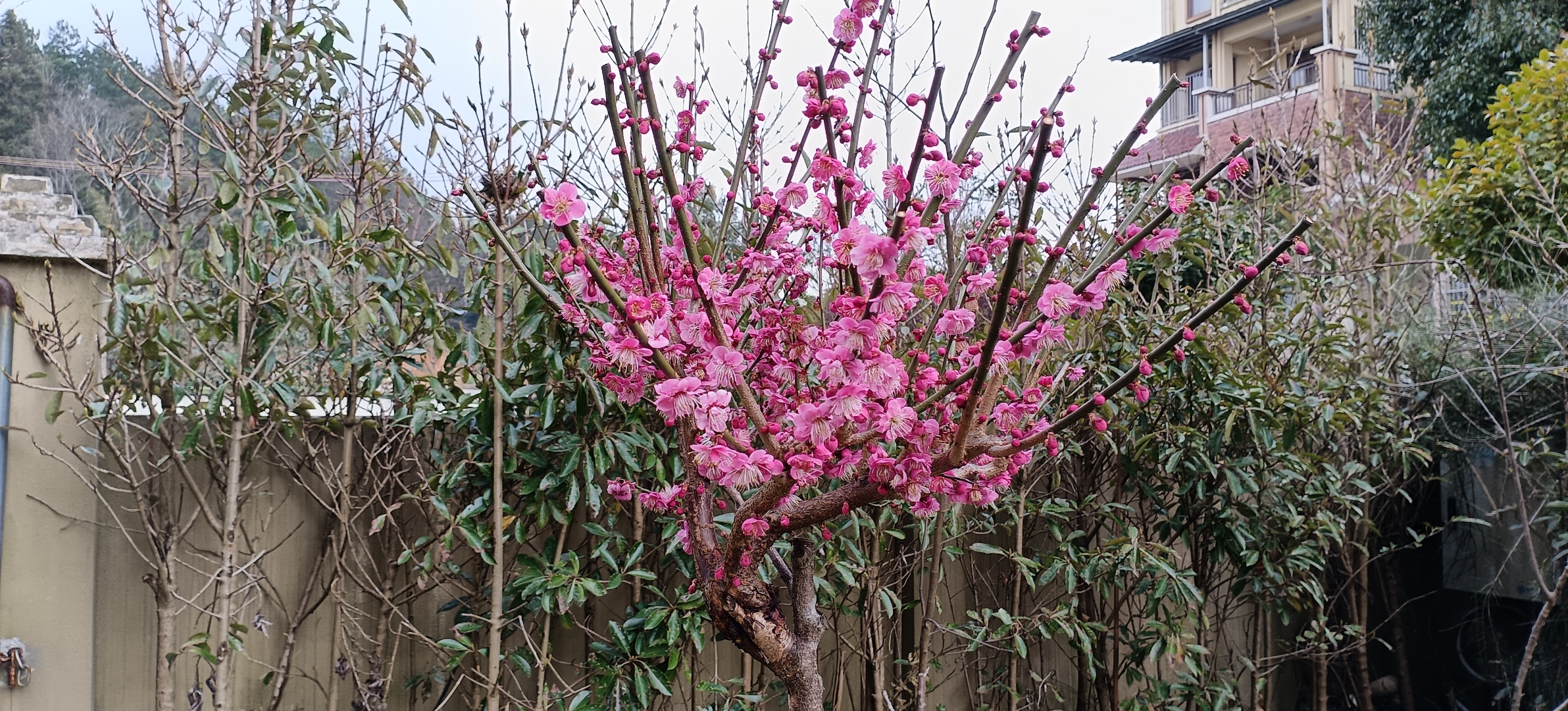 用桃树作砧木嫁接的双色梅花,据说杏树作砧木效果更好!