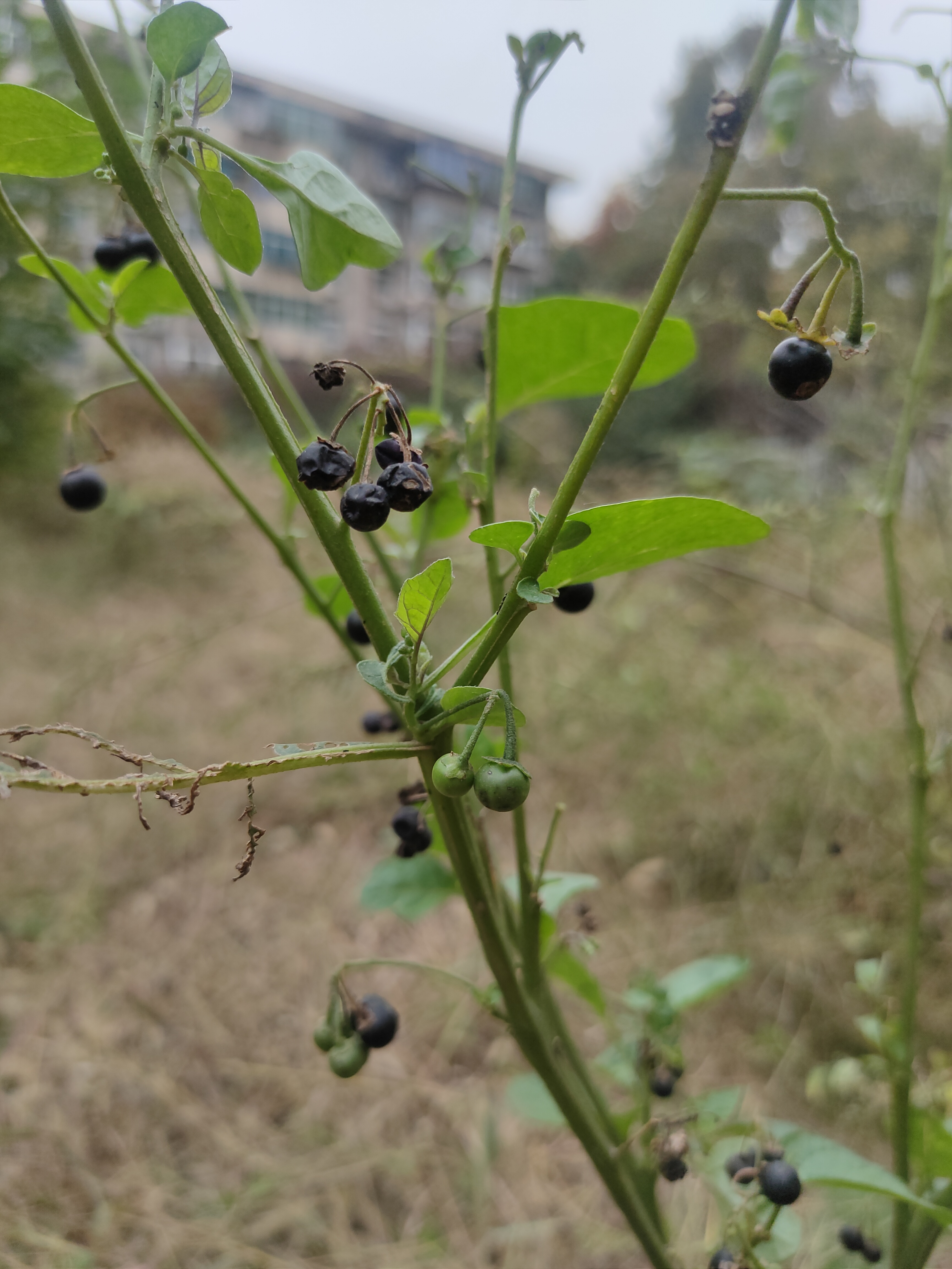 植物学名叫龙葵.老家当时叫酸不酱(土话音).