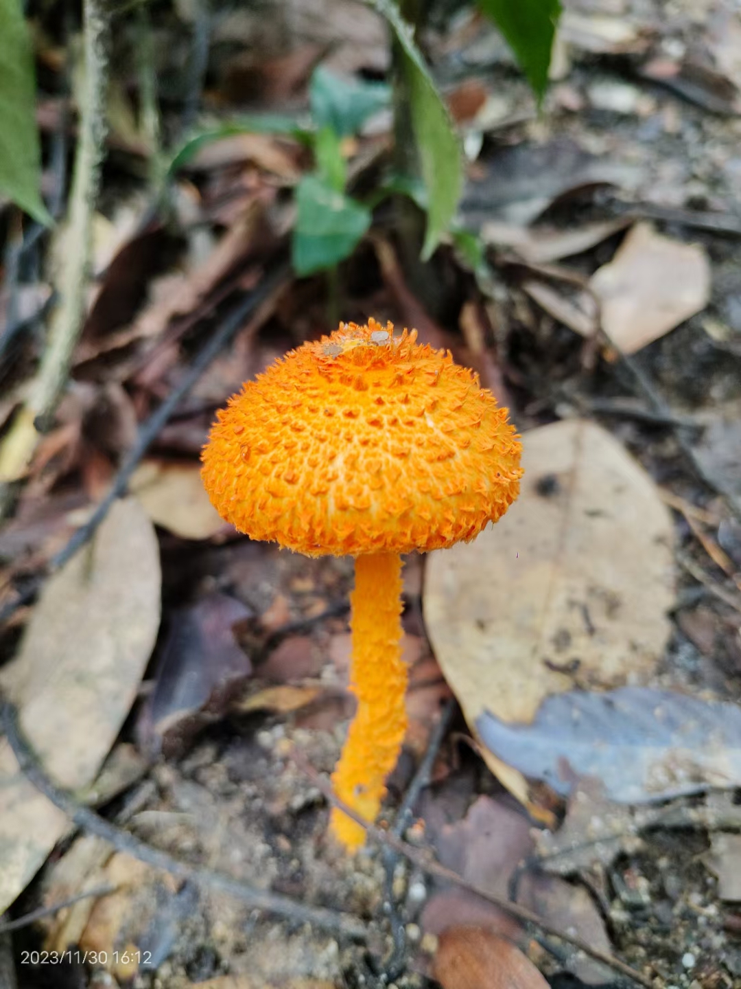 这季节是雨淋地带蘑菇生长最多的季节