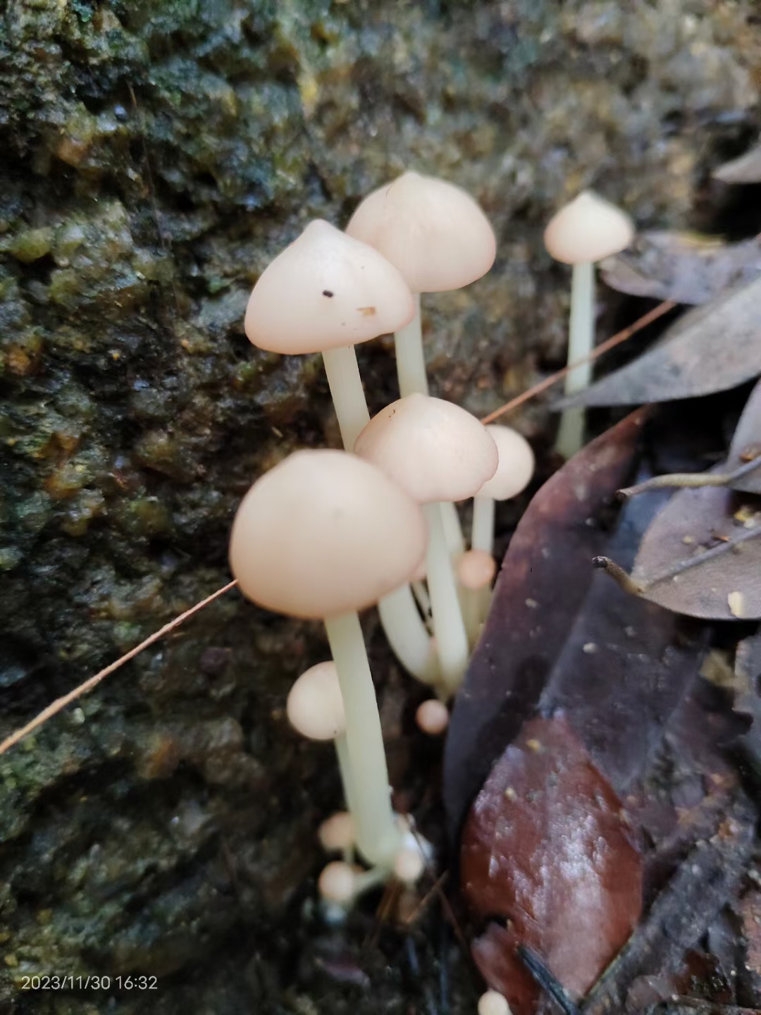 这季节是雨淋地带蘑菇生长最多的季节