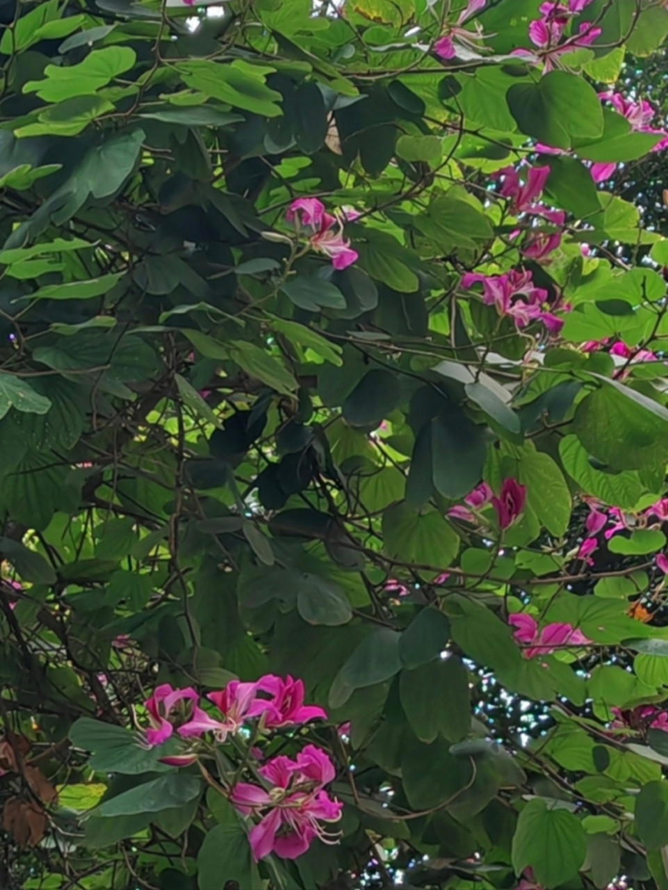 好喜欢广州马路边这些高大的花树啊,像是玫红的蝴蝶落满碧绿的枝头.