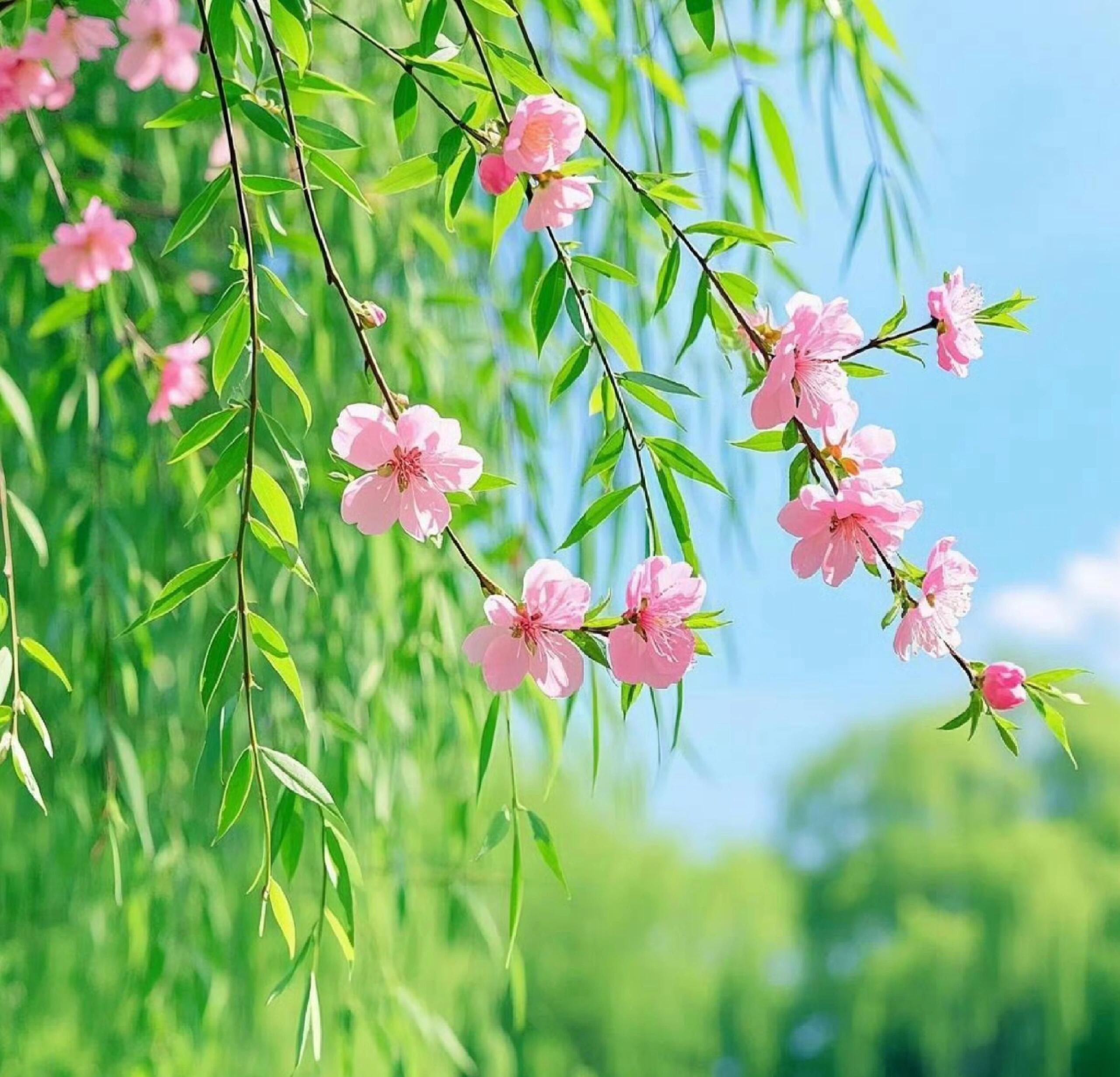 系小清新头像 杨柳 桃花 春天要来了 春风拂面,桃花如你,美得刚刚好
