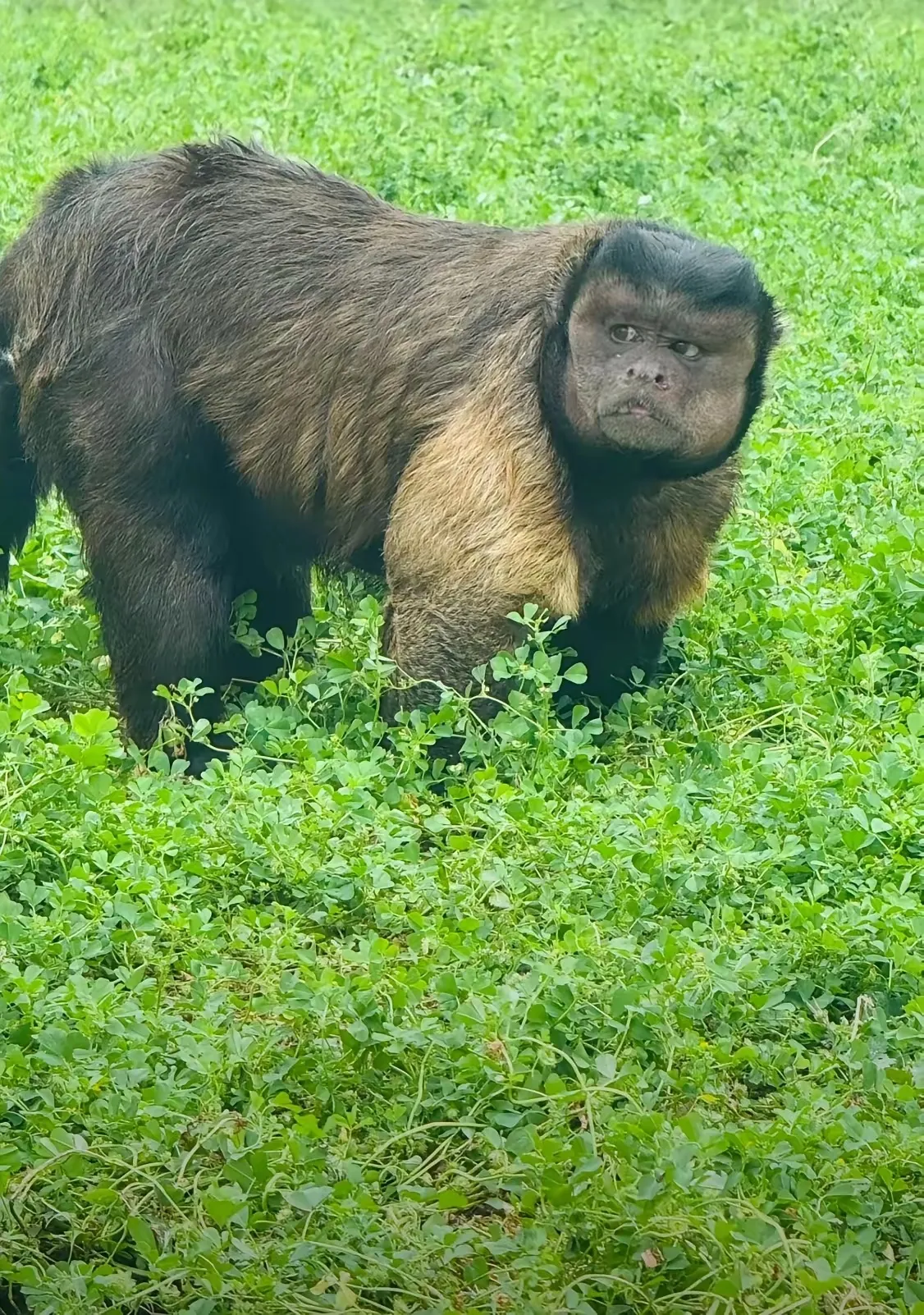 合肥野生动物园的网红黑帽悬猴"大壮"于2025年5月21日突发疾病,经多方