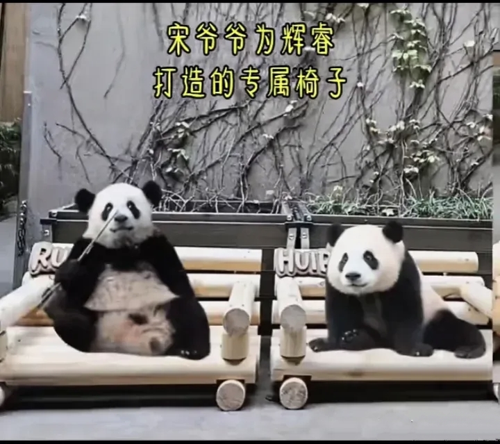 宋爷爷给睿辉做了专属椅子,福宝咋没有?中国还能缺那点木头?