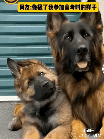 警犬母亲