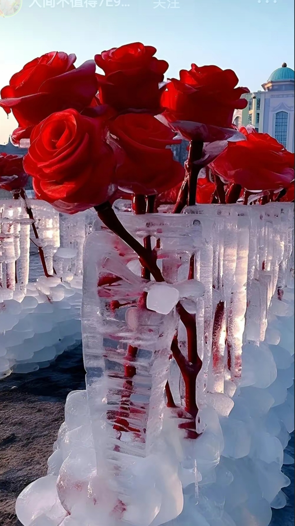 冬日浪漫,冰雕玫瑰  在寒冷的冬日,邂逅一场冰与火的浪漫.