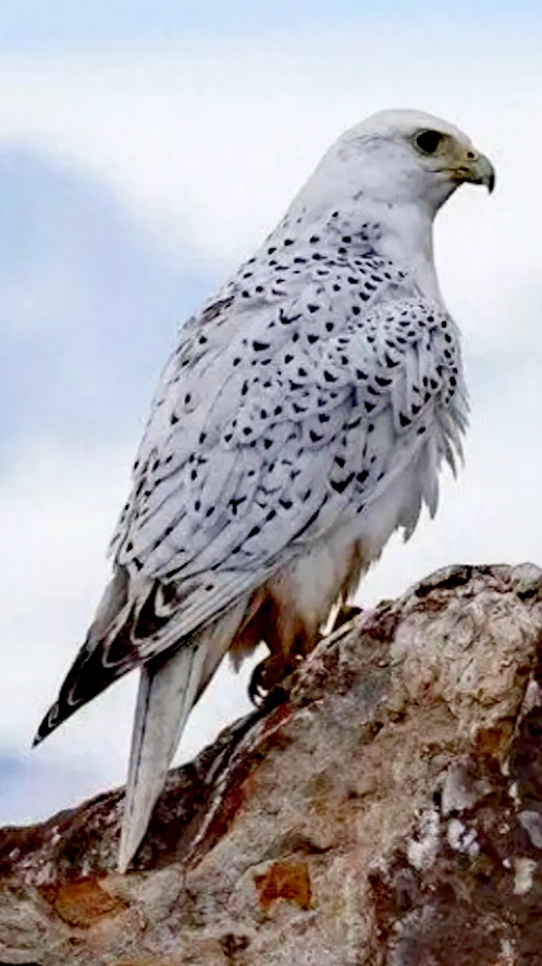 今天在山间漫步时,偶遇一只站在岩石上的鹰