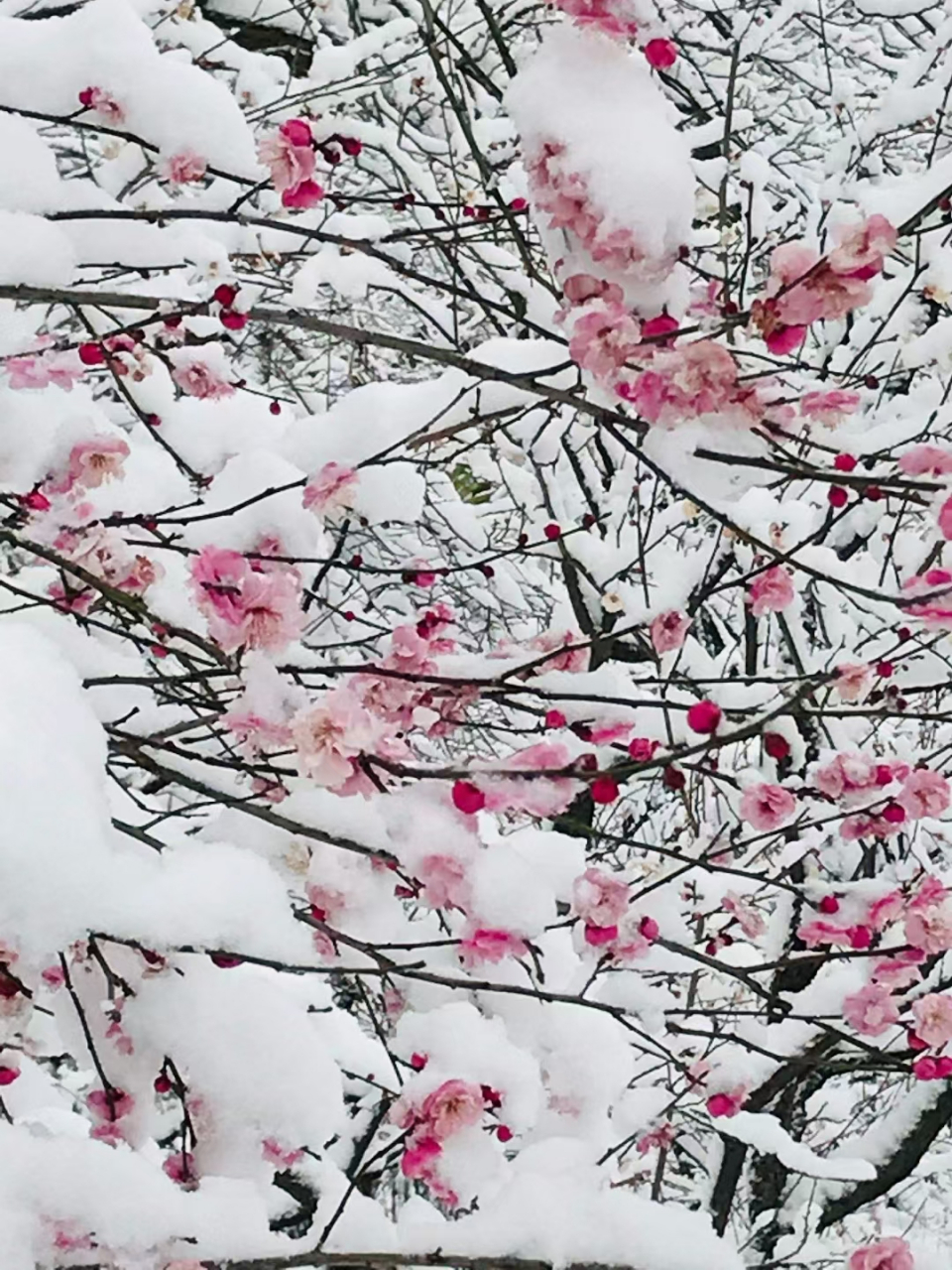 梅欺雪图片