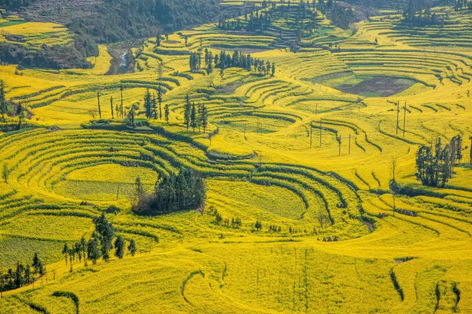 高要梯田油菜花图片