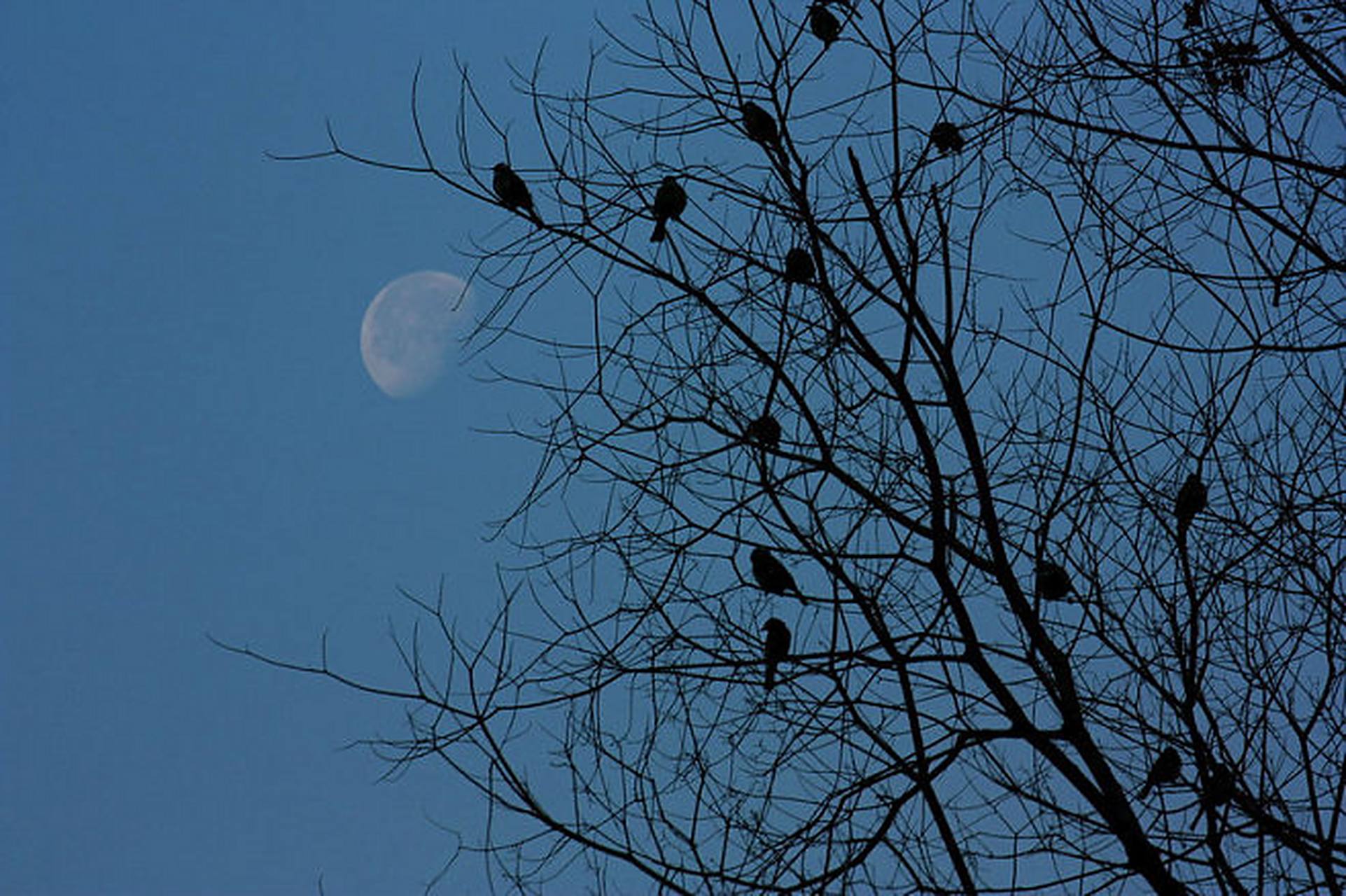 秋           殇   文/雷刚  梧桐疏影生残月,花褪残荷谢芳华.