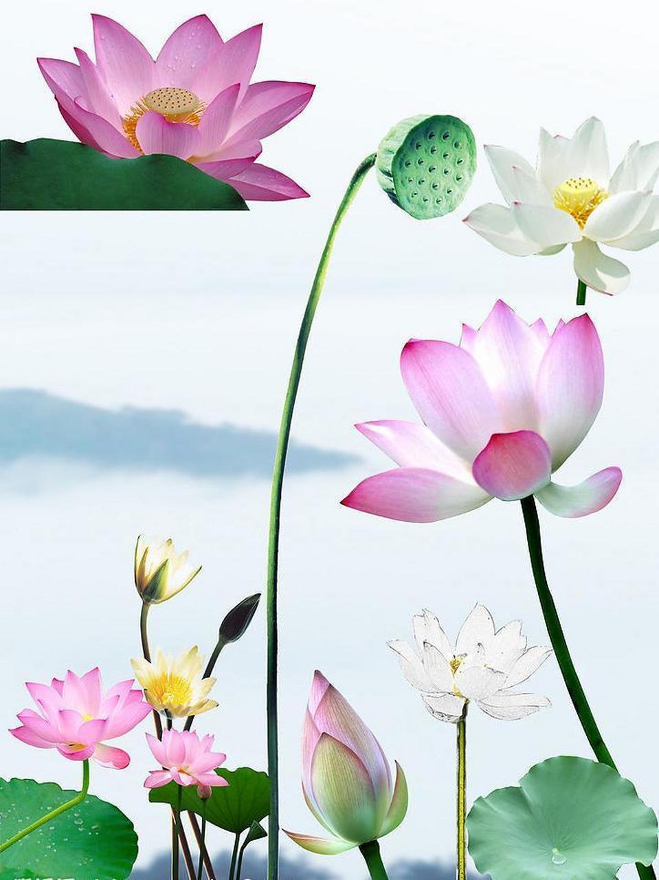 太阳红花太阳神,深红浅红玫瑰红.