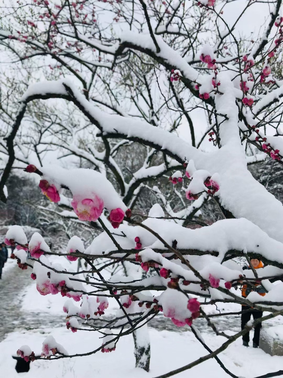 梅欺雪图片