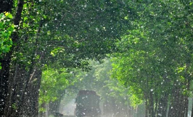 杨花雪花同飞舞,一般清莹一般寒.