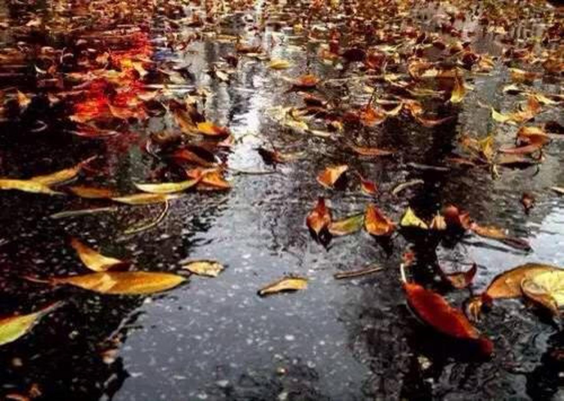 秋         愁  文/雷刚  秋雨潇潇长,陌上凄凄凉 西风卷叶黄,片片惹