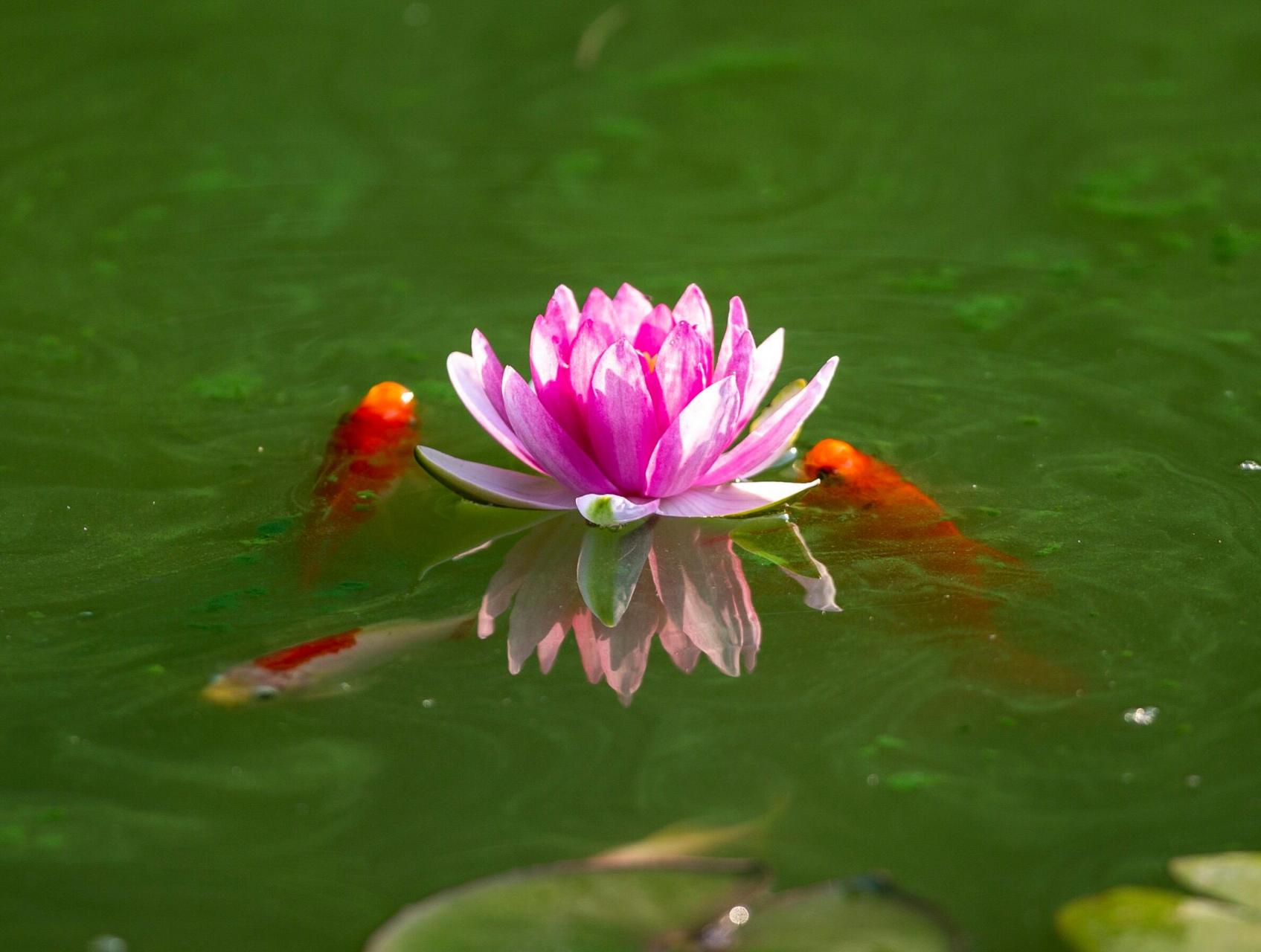 红鱼戏红莲,同心撒娇颜.