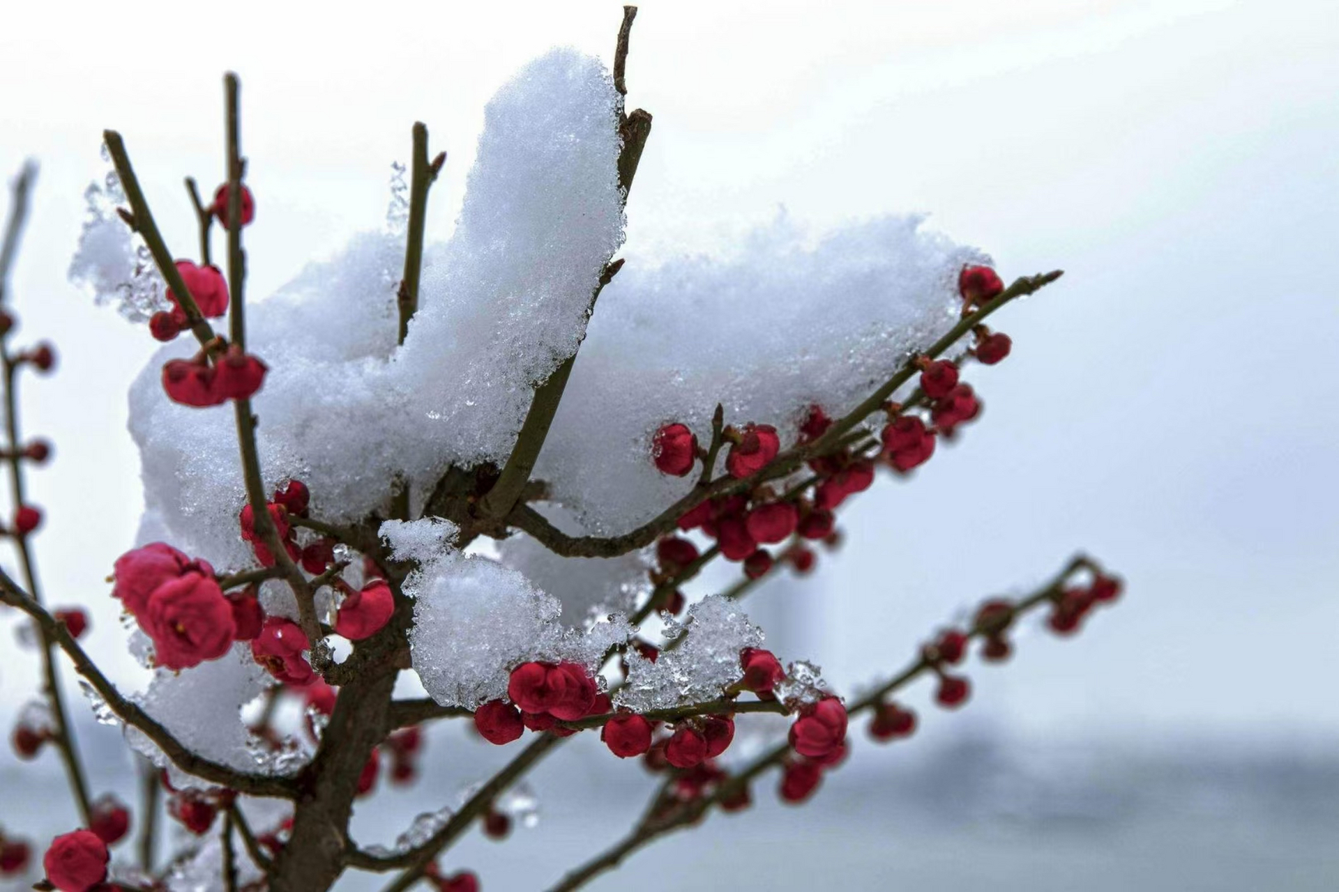 梅欺雪图片