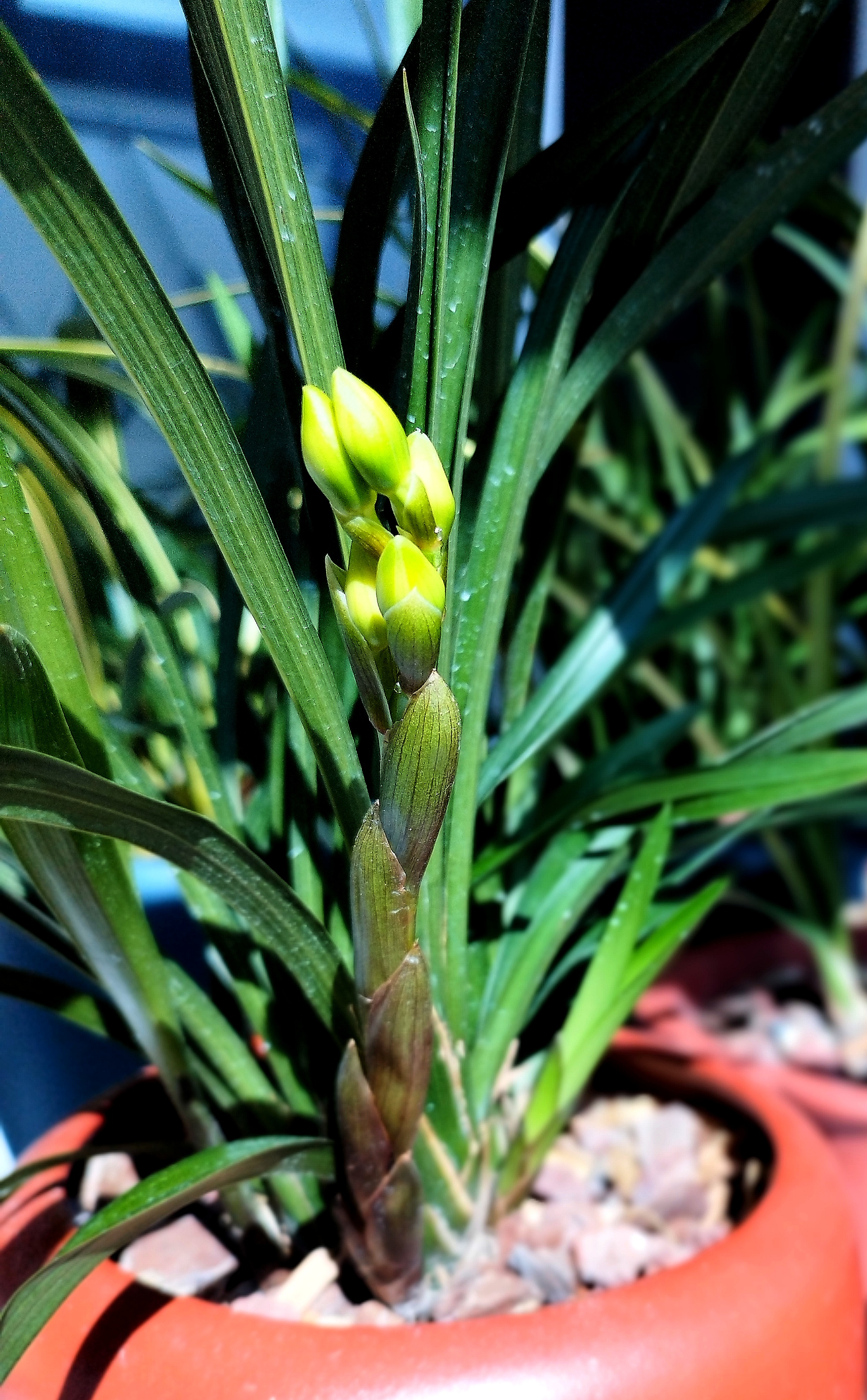 金荷兰花是建兰最著名的品种,它的花朵的