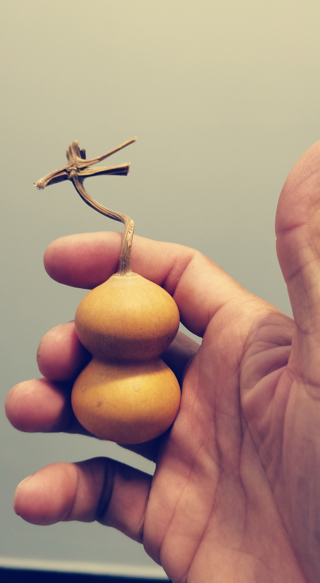 龙头小葫芦手把件自然天成,难得一见#命理风水研究小组