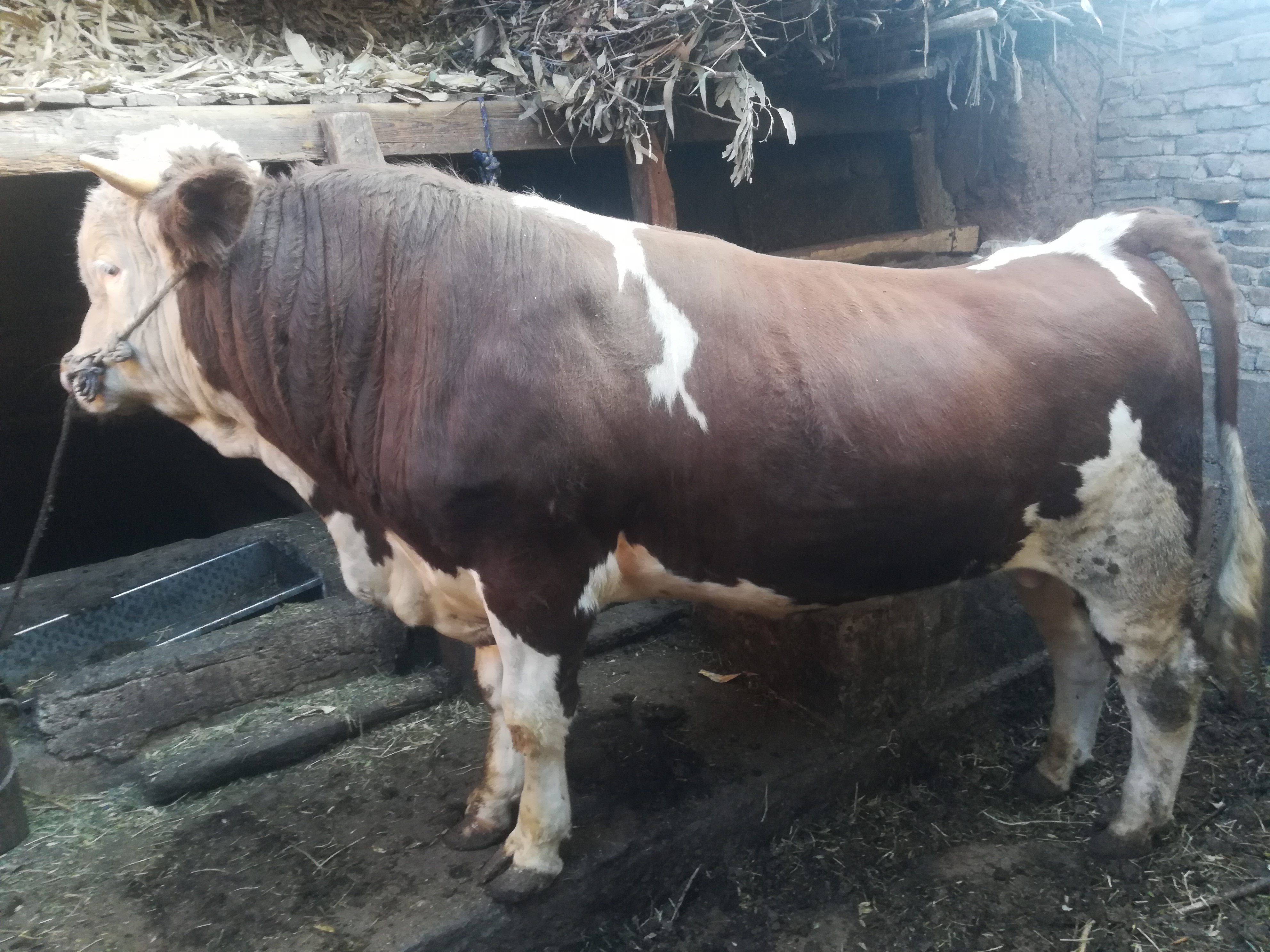 西门塔尔公牛,现在牛价低,不适合卖了,反正西门塔尔一直会长