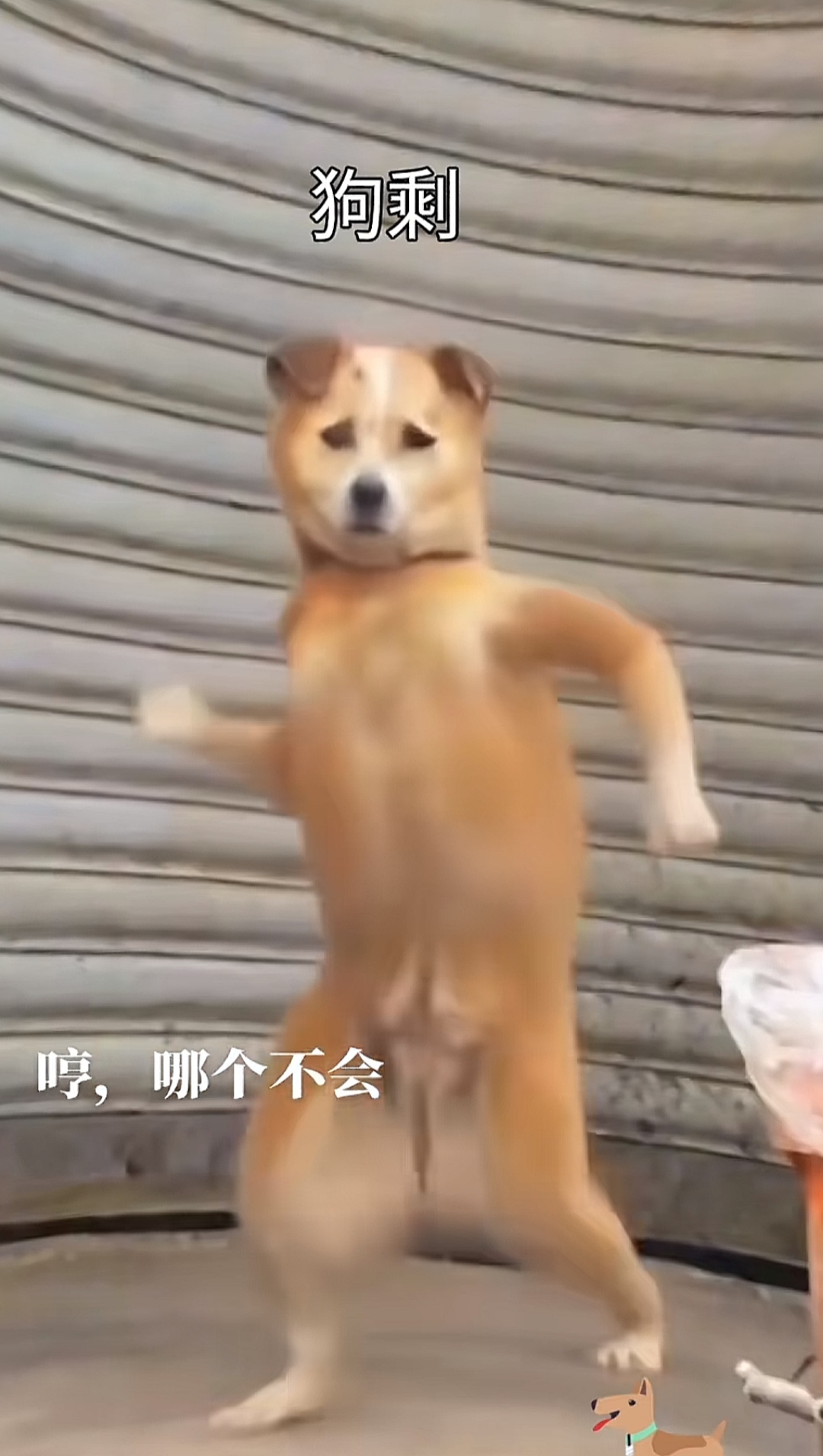 看来是个隐藏的舞林高手呢!狗剩,这一身的本领,你还有什么不会的?