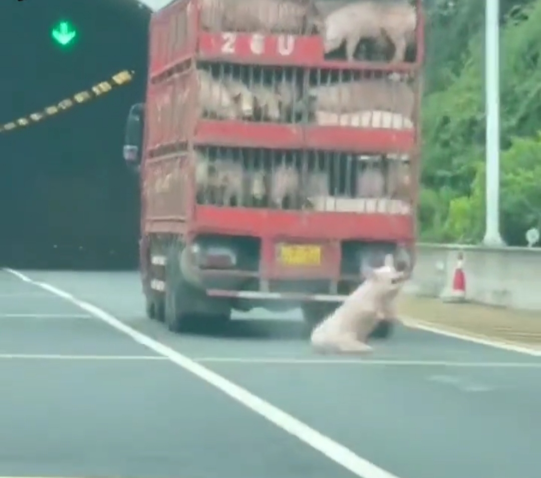 抖音赶猪=赶猪游戏规则视频
