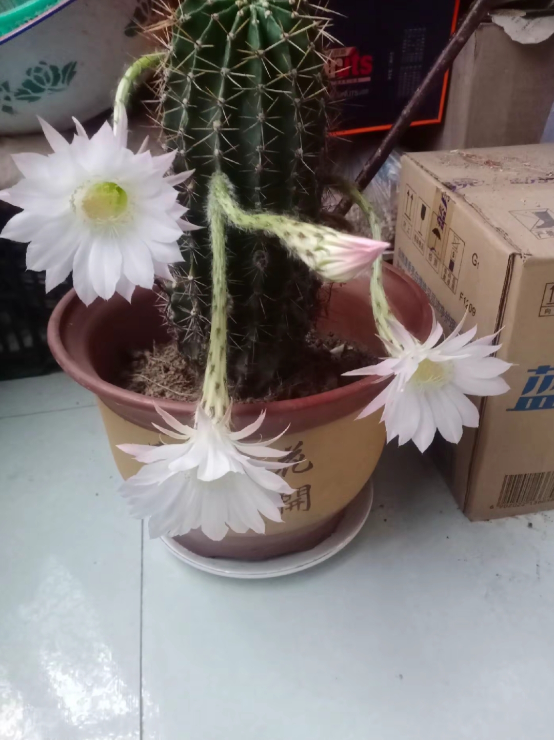 这是这几年精心养的仙人球,你的付出终于有了回报,他今年第五次开花了