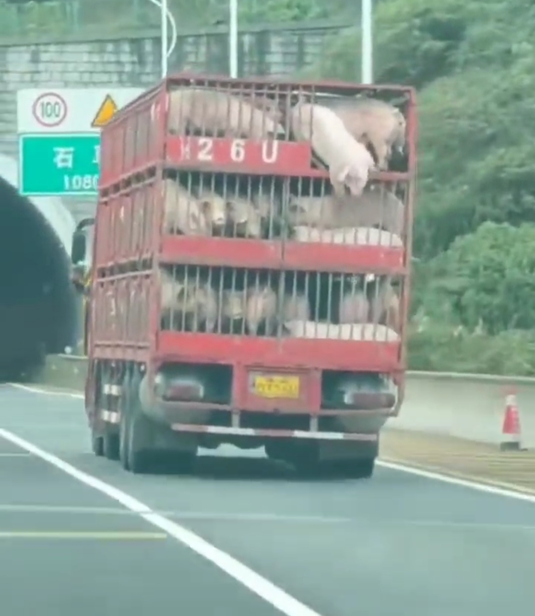 上面的猪猪不知是里面拥挤还是太活跃了,瞬间从里面掉下来了,在地上翻