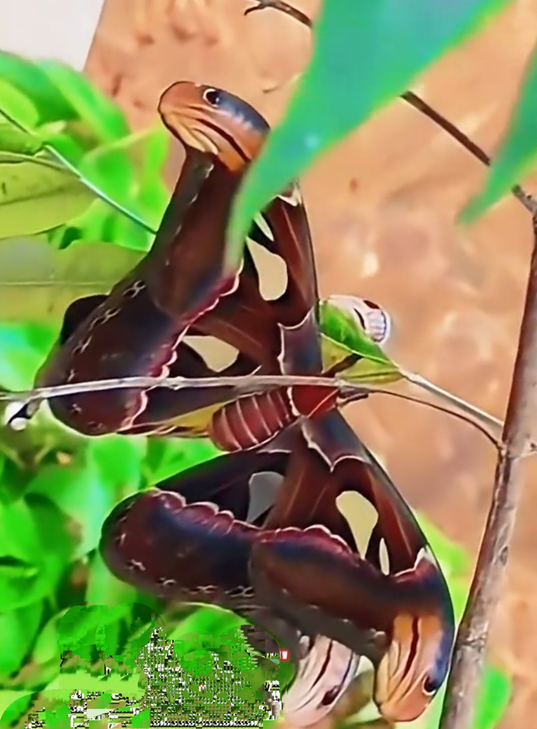 这是云南的大哥在山上发现的,没敢动报警了,长得好奇怪,蛇头大蝴蝶,蝶
