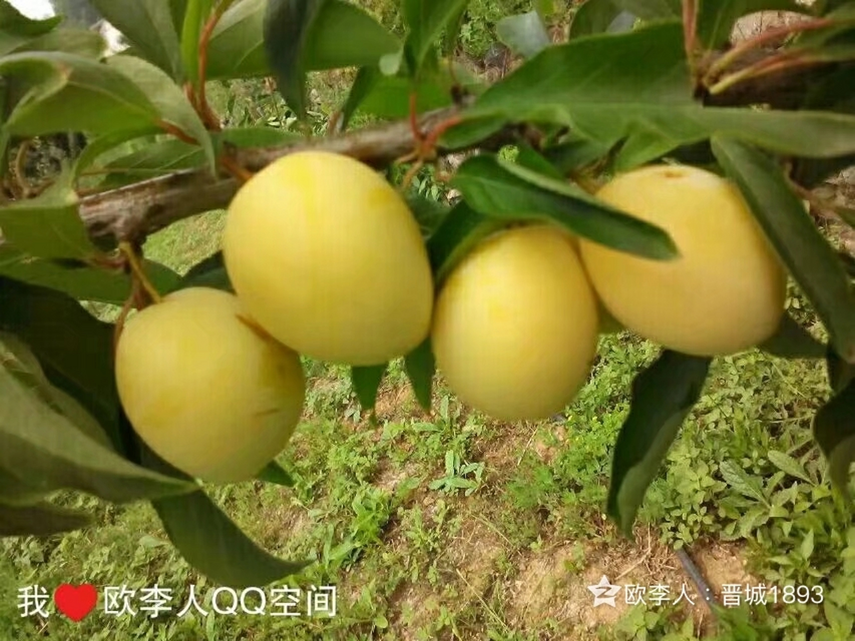 西梅品种啥更好一金西梅 【金西梅】 没有最好只有更好!