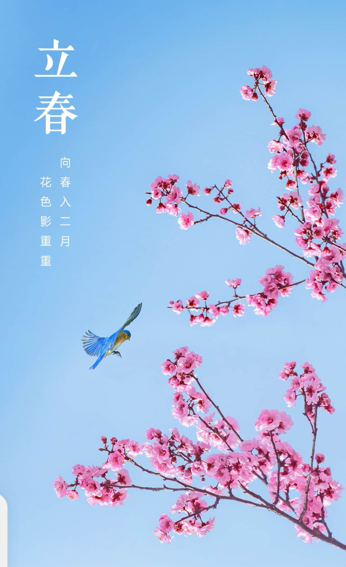 愿你我乘着和煦的春风,欢快自信地向着新年启程!  67