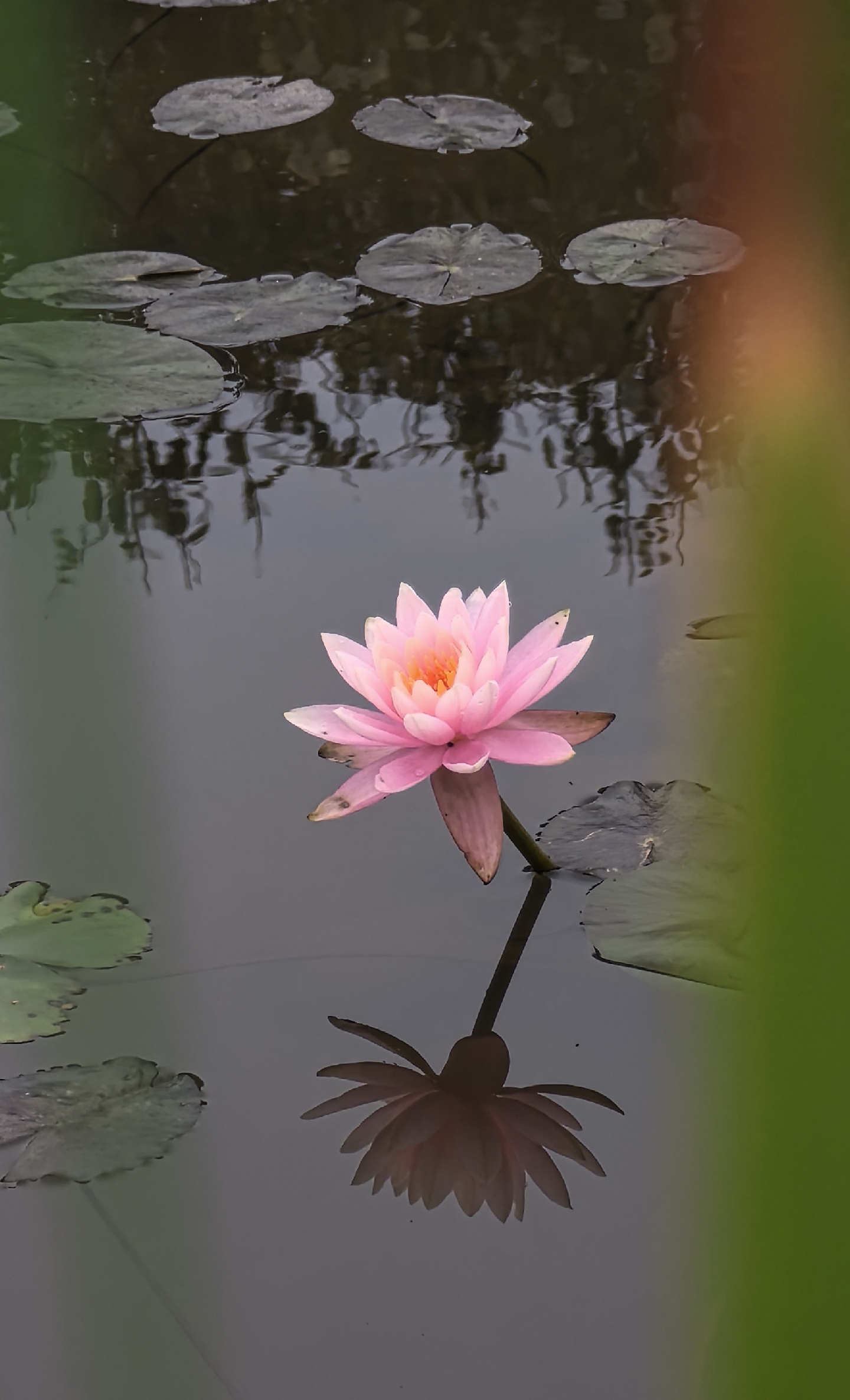 春暖花开 万物生机盎然,小小花景让人心情愉悦!
