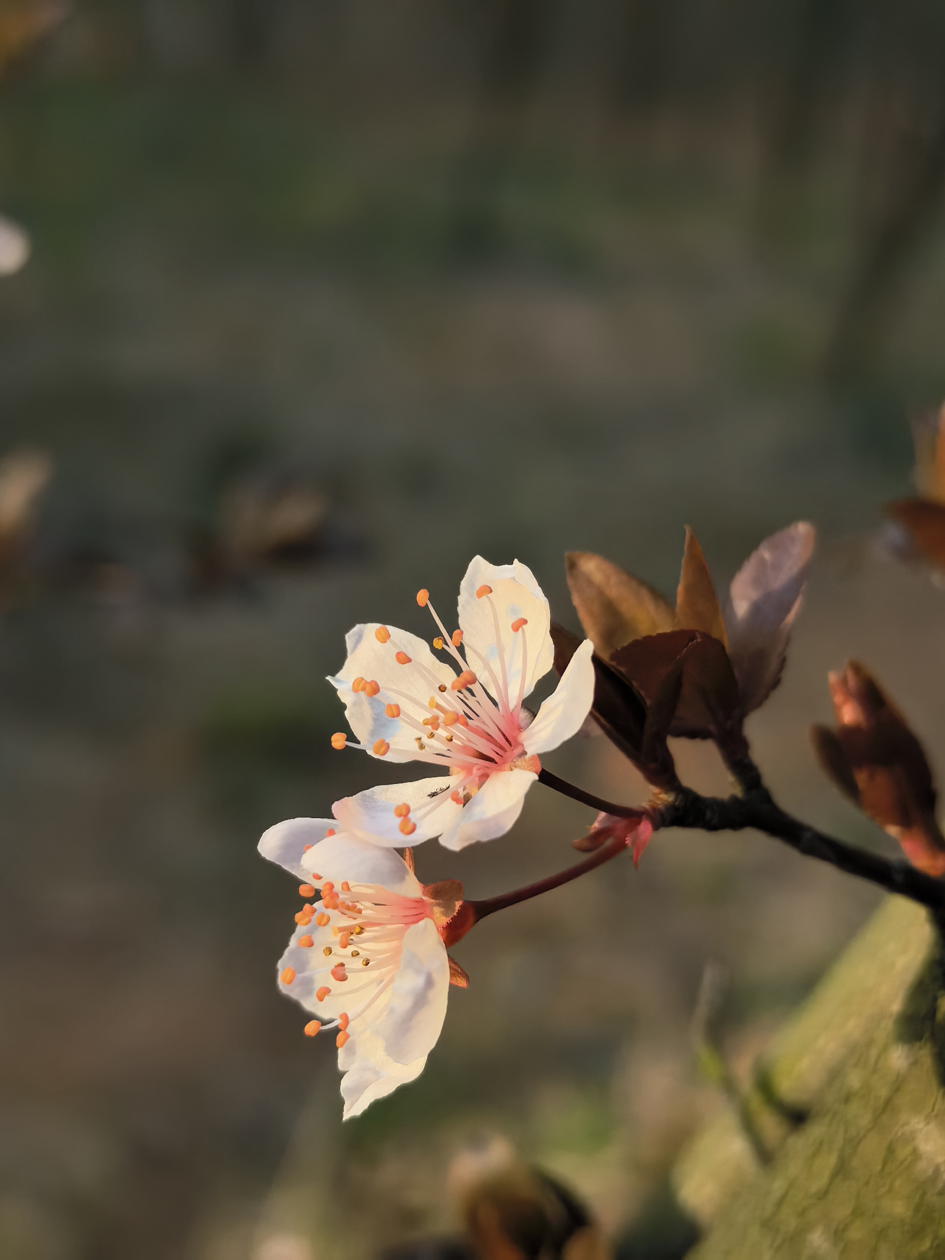 春暖花开 万物生机盎然,小小花景让人心情愉悦!