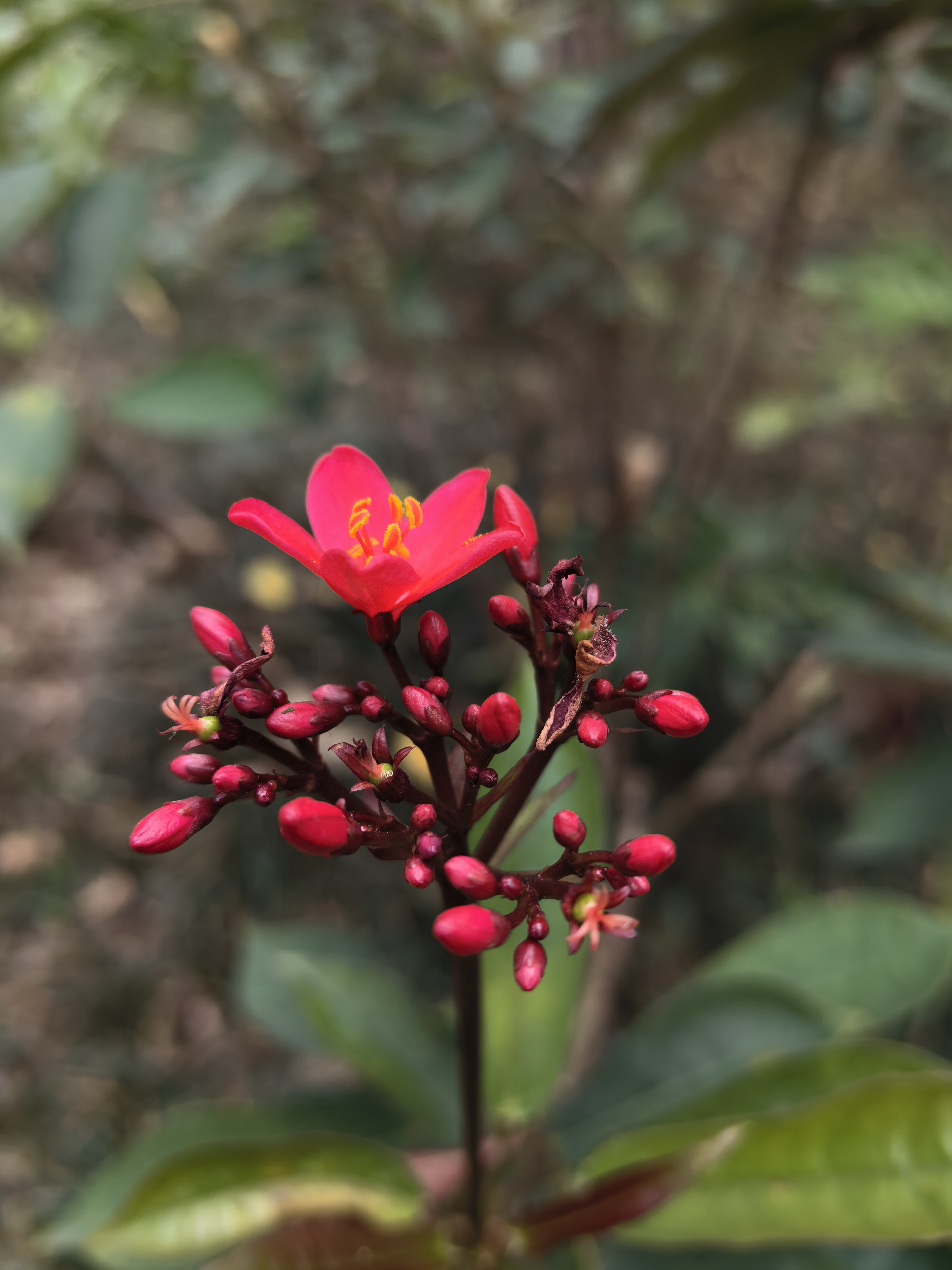 春暖花开 万物生机盎然,小小花景让人心情愉悦!