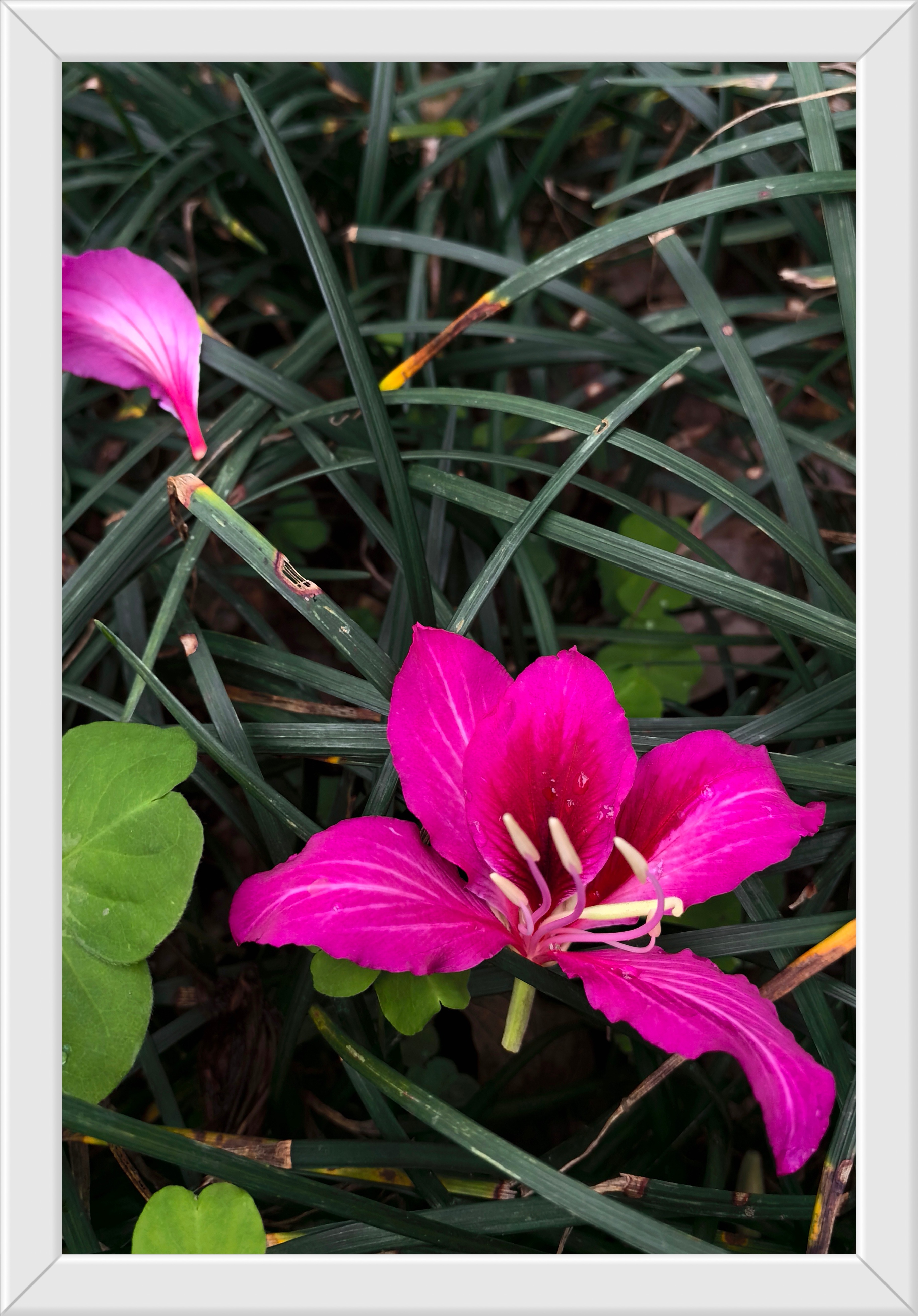 春暖花开 万物生机盎然,小小花景让人心情愉悦!