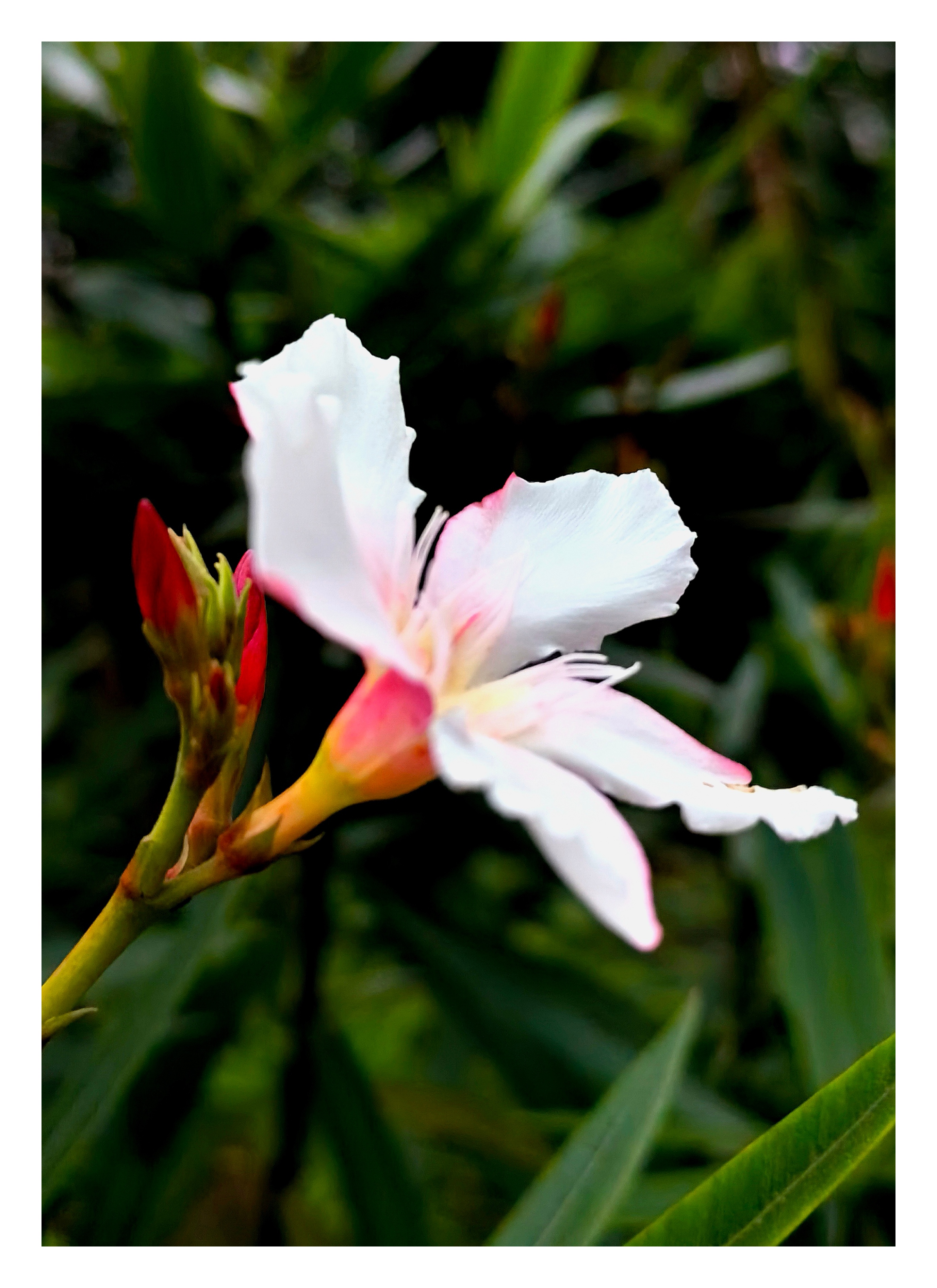 春暖花开 万物生机盎然,小小花景让人心情愉悦!