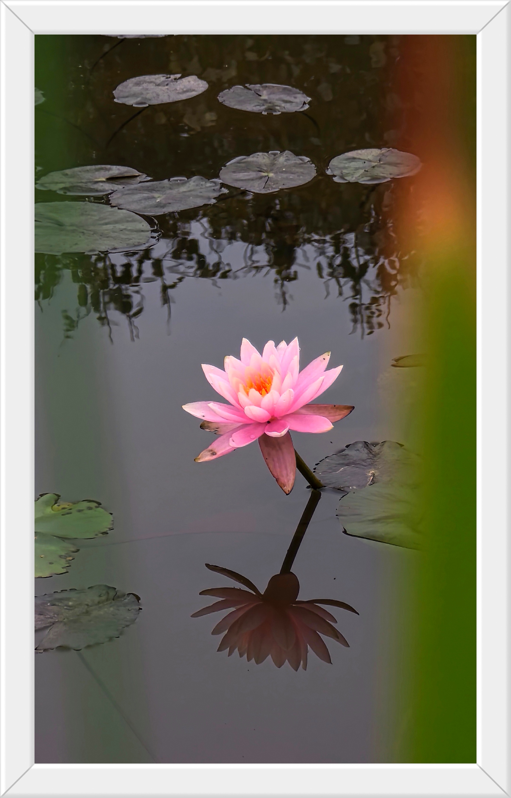 春暖花开 万物生机盎然,小小花景让人心情愉悦!