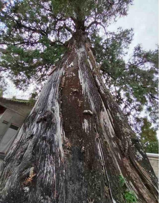 排行榜: 1,第一:杨木——500 元/立方米 2,第二:柏木icon——800 元