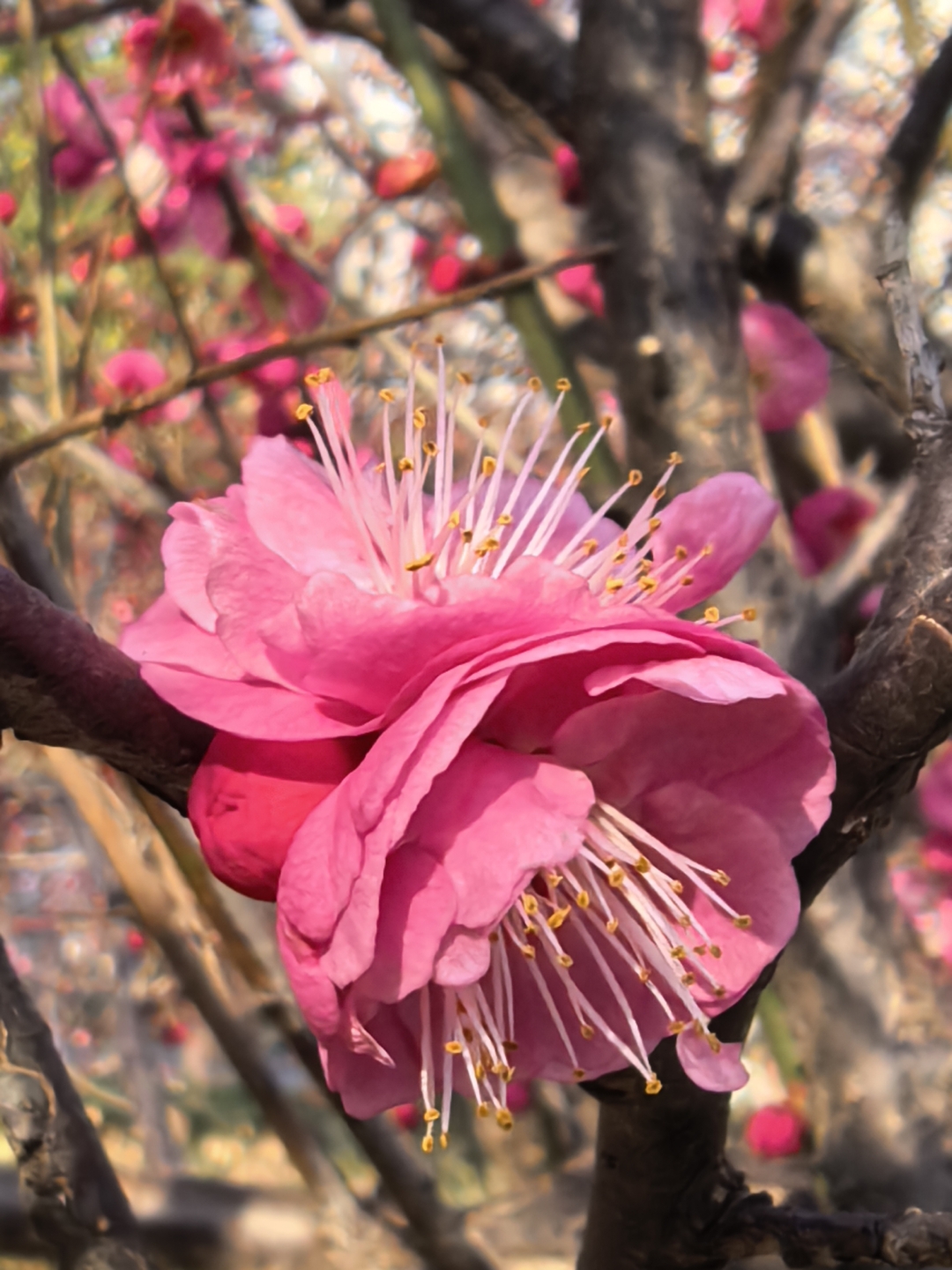 以下是关于榆叶梅的详细描述: 1