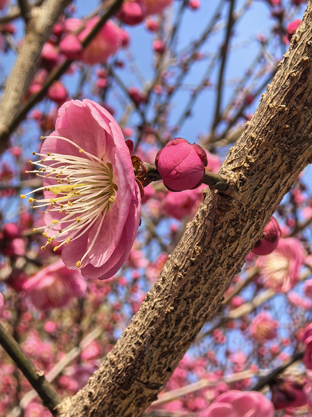 以下是关于榆叶梅的详细描述: 1