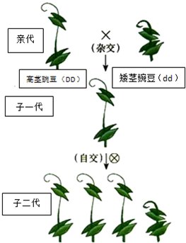 杂交遗传图解图片