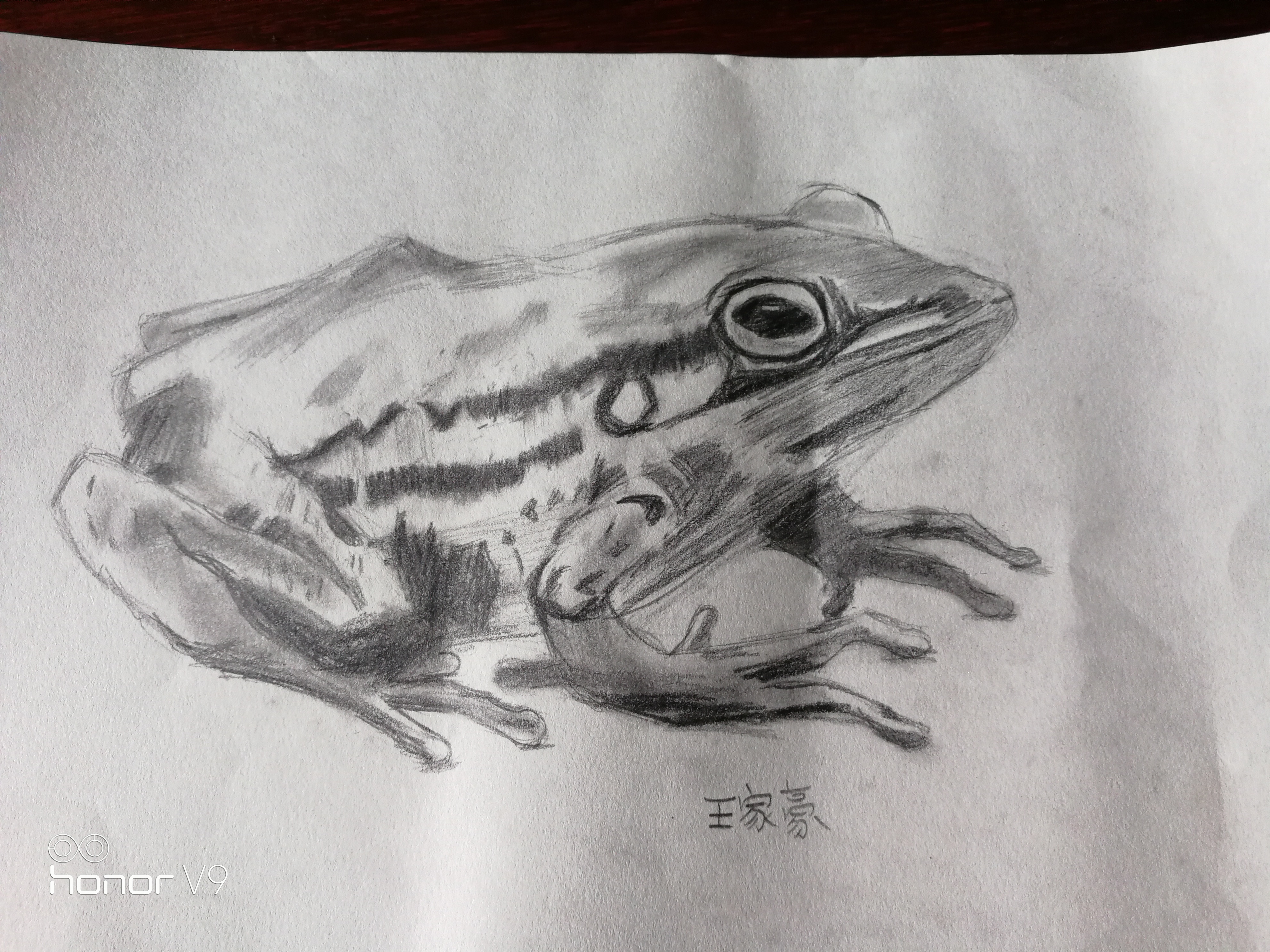 青蛙素描