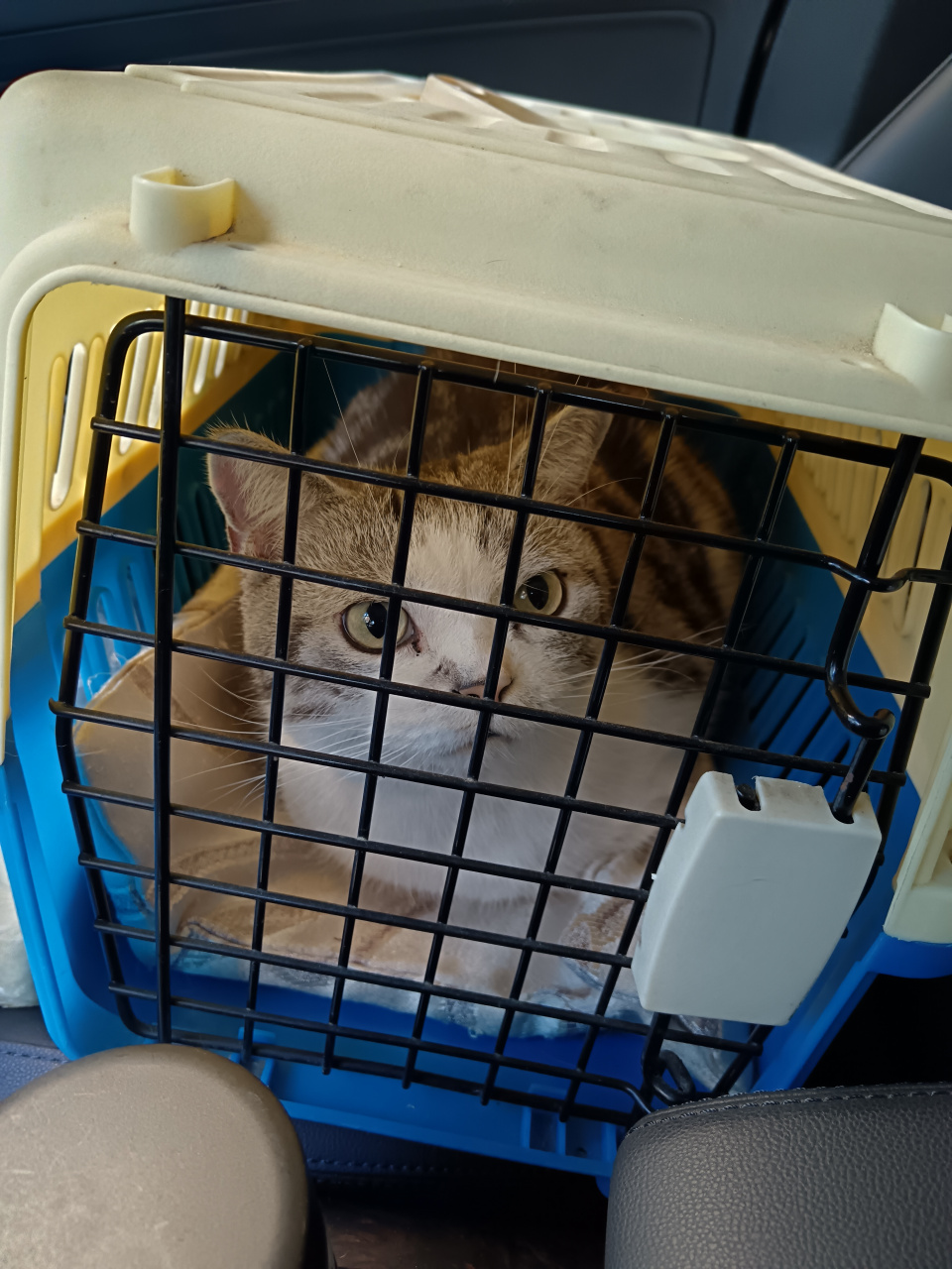 猫咪宝贝 以下是一条可能的朋友圈文案:  "小黄猫与蓝色笼子的奇妙