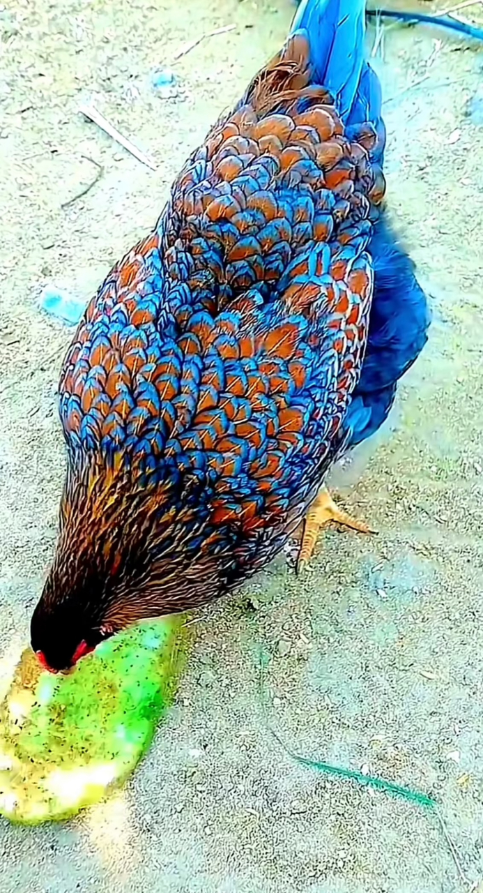 外婆家鸡舍里的鸡颜色好特别,超级漂亮的鸡!